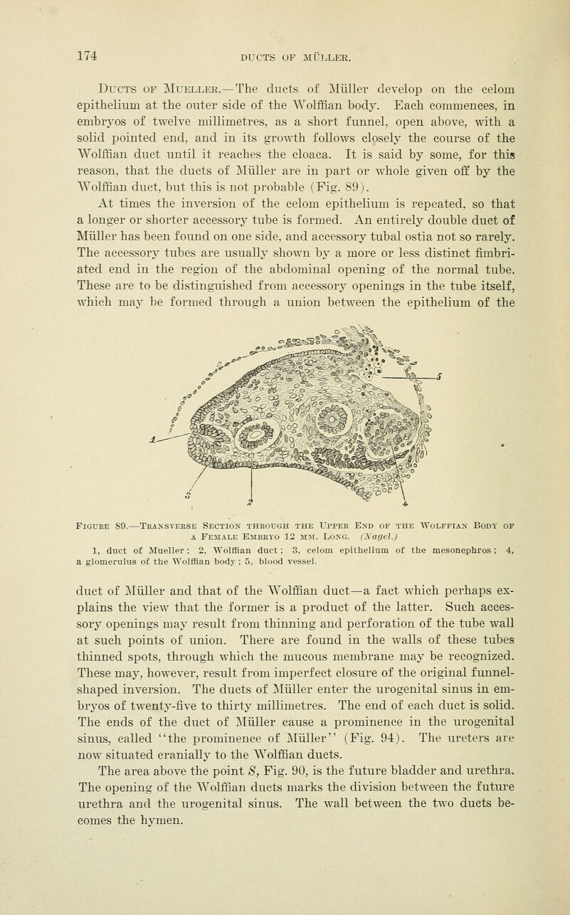 Ducts of Mueller. —The ducts of Miiller develop on the celom epithelium at the outer side of the Wolffian body. Each commences, in embryos of twelve millimetres, as a short funnel, open above, with a solid pointed end, and in its growth follows closely the course of the Wolffian duct until it reaches the cloaca. It is said by some, for this reason, that the ducts of Miiller are in part or whole given off by the Wolffian duct, but this is not probable (Fig. 89). At times the inversion of the celom epithelium is repeated, so that a longer or shorter accessory tube is formed. An entirely double duct of Miiller has been found on one side, and accessory tubal ostia not so rarely. The accessory tubes are usually shown by a more or less distinct fimbri- ated end in the region of the abdominal opening of the normal tube. These are to be distinguished from accessory openings in the tube itself, which may be formed through a union between the epithelium of the o^Sfe. Figdke 89.—Transverse Section through the Upper End of the Wolffian Body of a Female Embryo 12 mm. Long. (Nagel.) 1, duct of Mueller; 2, Wolffian duct; 3, celom epithelium of the mesonephros; 4, a glomerulus of the Wolffian body ; 5, blood vessel. duct of Miiller and that of the Wolffian duct—a fact which perhaps ex- plains the view that the former is a product of the latter. Such acces- sory openings may result from thinning and perforation of the tube wall at such points of union. There are found in the walls of these tubes thinned spots, through which the mucous membrane may be recognized. These may, however, result from imperfect closure of the original funnel- shaped inversion. The ducts of Miiller enter the urogenital sinus in em- bryos of twenty-five to thirty millimetres. The end of each duct is solid. The ends of the duct of Miiller cause a prominence in the urogenital sinus, called the prominence of Miiller (Fig. 94). The ureters are now situated cranially to the Wolffian ducts. The area above the point S, Fig. 90, is the future bladder and urethra. The opening of the Wolffian ducts marks the division between the future urethra and the urogenital sinus. The wall between the two ducts be- comes the hymen.