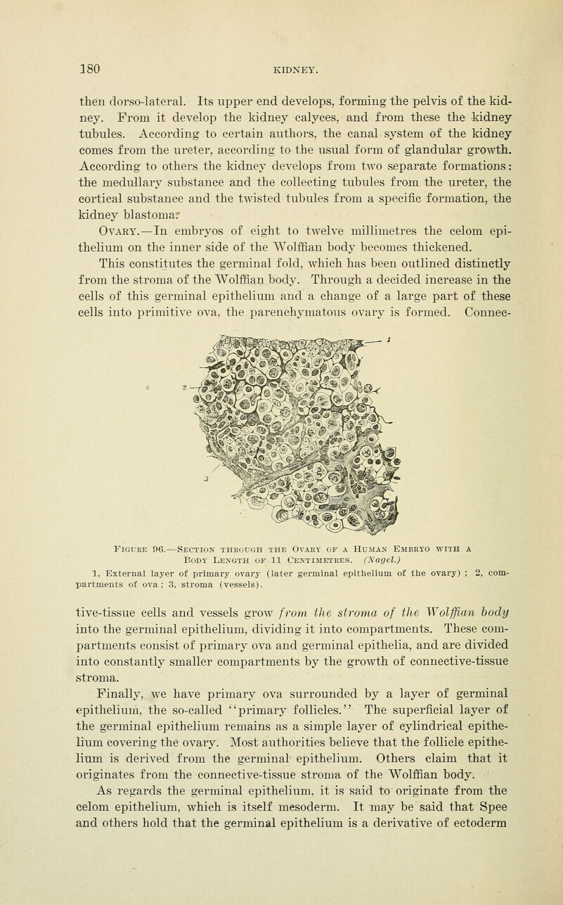 then dorsolateral. Its upper end develops, forming the pelvis of the kid- ney. From it develop the kidney calyces, and from these the kidney tubules. According to certain authors, the canal system of the kidney comes from the ureter, according to the usual form of glandular growth. According to others the kidney develops from two separate formations: the medullary substance and the collecting tubules from the ureter, the cortical substance and the twisted tubules from a specific formation, the kidney blastema:' Ovary.—In embryos of eight to twelve millimetres the celom epi- thelium on the inner side of the Wolffian body becomes thickened. This constitutes the germinal fold, which has been outlined distinctly from the stroma of the Wolffian body. Through a decided increase in the cells of this germinal epithelium and a change of a large part of these cells into primitive ova, the parenchymatous ovary is formed. Connec- Figueb 96.—Section through the Ovary op a Human Embryo with a Body Length of 11 Centimetres. (Nagel.) 1, External layer of primary ovary (later germinal epithelium of the ovary) ; 2, com- partments of ova; 3, stroma (vessels). tive-tissue cells and vessels grow from the stroma of the Wolffian body into the germinal epithelium, dividing it into compartments. These com- partments consist of primary ova and germinal epithelia, and are divided into constantly smaller compartments by the growth of connective-tissue stroma. Finally, we have primary ova surrounded by a layer of germinal epithelium, the so-called primary follicles. The superficial layer of the germinal epithelium remains as a simple layer of cylindrical epithe- lium covering the ovary. Most authorities believe that the follicle epithe- lium is derived from the germinal epithelium. Others claim that it originates from the connective-tissue stroma of the Wolffian body. As regards the germinal epithelium, it is said to originate from the celom epithelium, which is itself mesoderm. It may be said that Spee and others hold that the germinal epithelium is a derivative of ectoderm