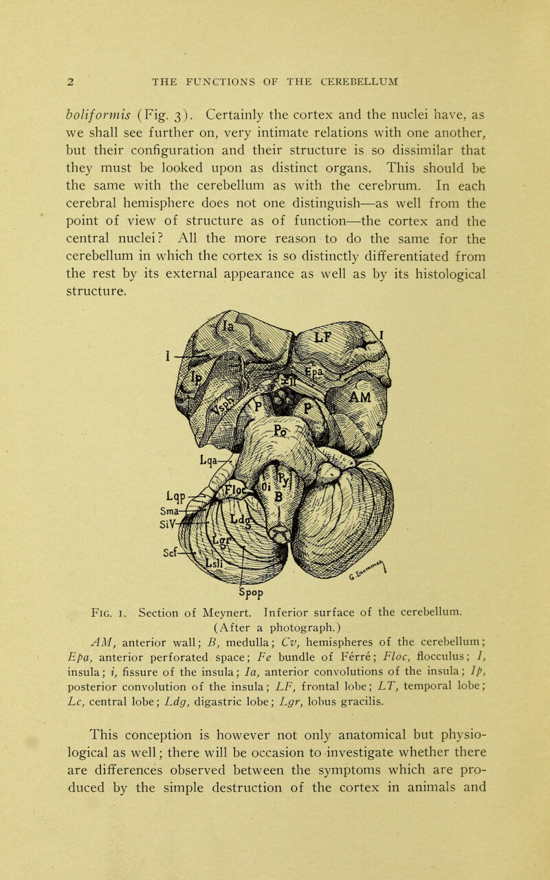 boliformis (Fig. 3). Certainly the cortex and the nuclei have, as we shall see further on, very intimate relations with one another, but their configuration and their structure is so dissimilar that they must be looked upon as distinct organs. This should be the same with the cerebellum as with the cerebrum. In each cerebral hemisphere does not one distinguish—as well from the point of view of structure as of function—the cortex and the central nuclei ? All the more reason to do the same for the cerebellum in which the cortex is so distinctly differentiated from the rest by its external appearance as well as by its histological structure. Spop Fig. I. Section of Meynert. Inferior surface of the cerebellum. (After a photograph.) AM, anterior wall; B, medulla; Cv, hemispheres of the cerebellum; Epa, anterior perforated space; Fe bundle of Ferre; Floe, flocculus; I, insula; i, fissure of the insula; la, anterior convolutions of the insula; Ip, posterior convolution of the insula; LF, frontal lobe; LT, temporal lobe; Lc, central lobe; Ldg, digastric lobe; Lgr, lobus gracilis. This conception is however not only anatomical but physio- logical as well; there will be occasion to investigate whether there are differences observed between the symptoms which are pro- duced by the simple destruction of the cortex in animals and