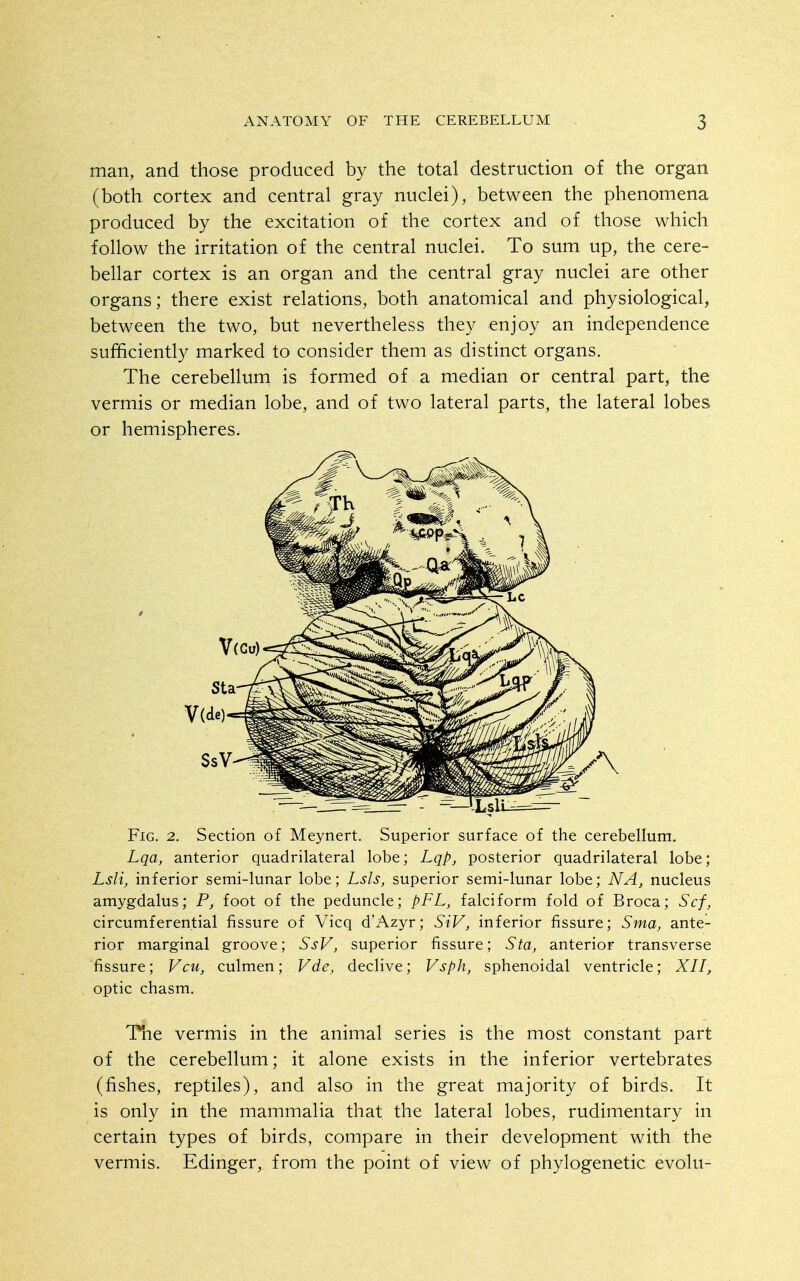 man, and those produced by the total destruction of the organ (both cortex and central gray nuclei), between the phenomena produced by the excitation of the cortex and of those which follow the irritation of the central nuclei. To sum up, the cere- bellar cortex is an organ and the central gray nuclei are other organs; there exist relations, both anatomical and physiological, between the two, but nevertheless they enjoy an independence sufficiently marked to consider them as distinct organs. The cerebellum is formed of a median or central part, the vermis or median lobe, and of two lateral parts, the lateral lobes or hemispheres. Fig. 2. Section of Meynert. Superior surface of the cerebellum. Lqa, anterior quadrilateral lobe; Lqp, posterior quadrilateral lobe; Lsli, inferior semi-lunar lobe; Lsls, superior semi-lunar lobe; NA, nucleus amygdalus; P, foot of the peduncle; pFL, falciform fold of Broca; Scf, circumferential fissure of Vicq d'Azyr; SiV, inferior fissure; Sma, ante- rior marginal groove; SsV, superior fissure; Sta, anterior transverse fissure; Vcu, culmen; Vde, declive; Vsph, sphenoidal ventricle; XII, optic chasm. The vermis in the animal series is the most constant part of the cerebellum; it alone exists in the inferior vertebrates (fishes, reptiles), and also in the great majority of birds. It is only in the mammalia that the lateral lobes, rudimentary in certain types of birds, compare in their development with the vermis. Edinger, from the point of view of phylogenetic evolu-