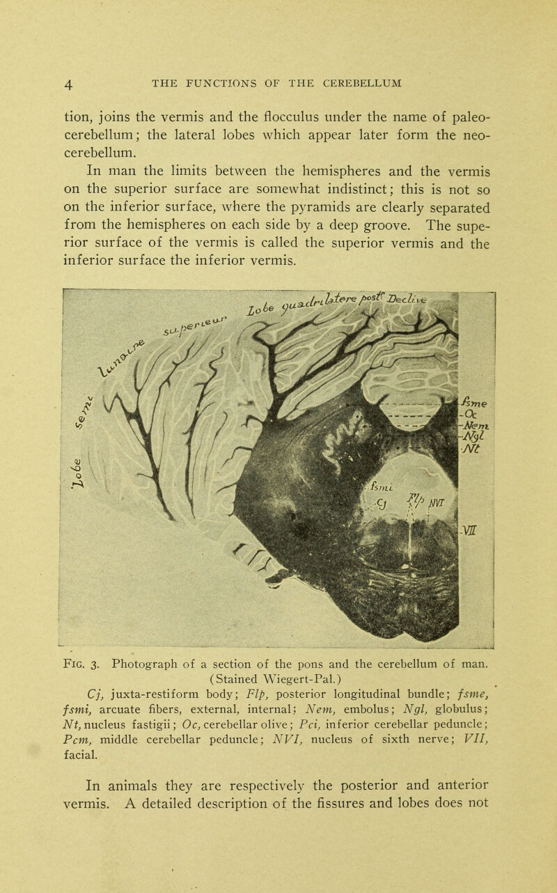 tion, joins the vermis and the flocculus under the name of paleo- cerebellum; the lateral lobes which appear later form the neo- cerebellum. In man the limits between the hemispheres and the vermis on the superior surface are somewhat indistinct; this is not so on the inferior surface, where the pyramids are clearly separated from the hemispheres on each side by a deep groove. The supe- rior surface of the vermis is called the superior vermis and the inferior surface the inferior vermis. Fig. 3. Photograph of a section of the pons and the cerebellum of man. (Stained Wiegert-Pal.) Cj, juxta-restiform body; Flp, posterior longitudinal bundle; fsme, fsmi, arcuate fibers, external, internal; Nem, embolus; Ngl, globulus; iV^,nucleus fastigii; Oc, cerebellar olive; Pci, inferior cerebellar peduncle; Pcm, middle cerebellar peduncle; NVI, nucleus of sixth nerve; VII, facial. In animals they are respectively the posterior and anterior vermis. A detailed description of the fissures and lobes does not