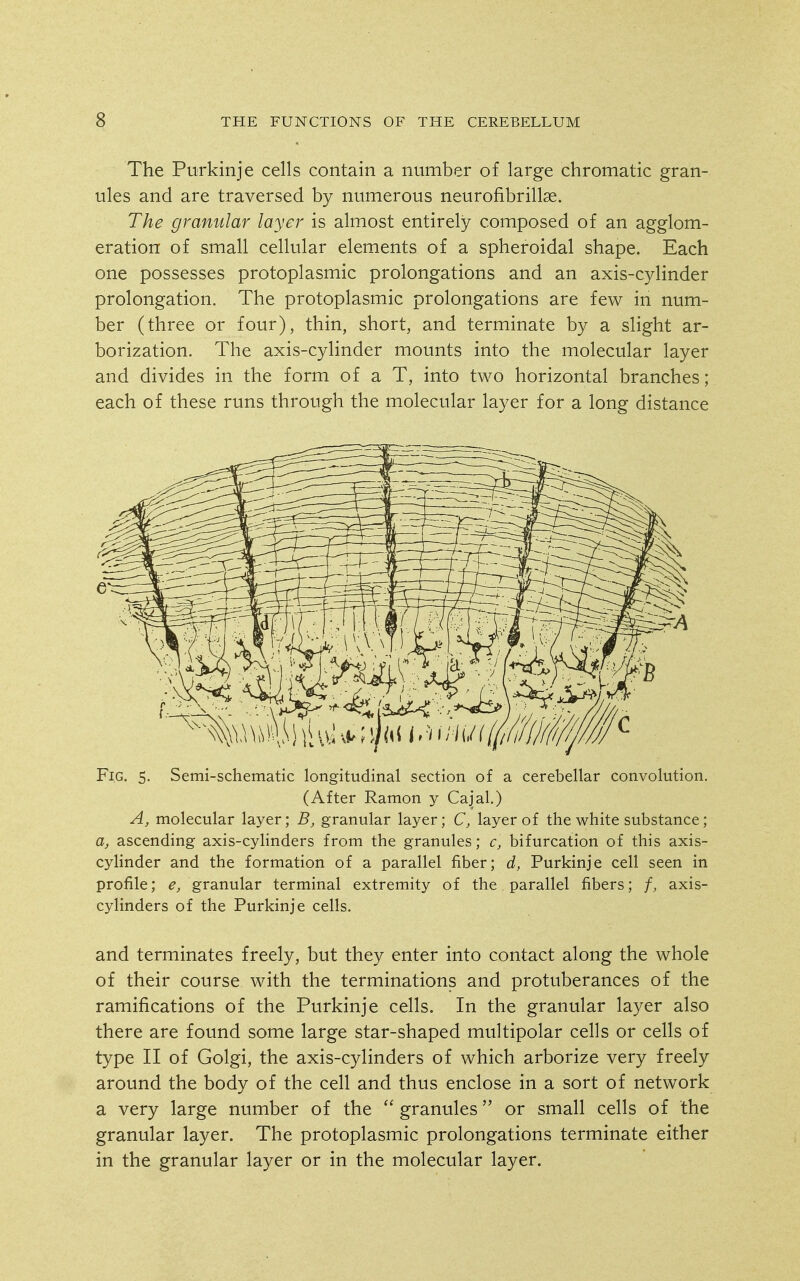 The Purkinje cells contain a number of large chromatic gran- ules and are traversed by numerous neurofibrillse. The granular layer is almost entirely composed of an agglom- eration of small cellular elements of a spheroidal shape. Each one possesses protoplasmic prolongations and an axis-cylinder prolongation. The protoplasmic prolongations are few in num- ber (three or four), thin, short, and terminate by a slight ar- borization. The axis-cylinder mounts into the molecular layer and divides in the form of a T, into two horizontal branches; each of these runs through the molecular layer for a long distance Fig. 5. Semi-schematic longitudinal section of a cerebellar convolution. (After Ramon y Cajal.) A, molecular layer; B, granular layer; C, layer of the white substance; a, ascending axis-cylinders from the granules; c, bifurcation of this axis- cylinder and the formation of a parallel fiber; d, Purkinje cell seen in profile; e, granular terminal extremity of the parallel fibers; /, axis- cylinders of the Purkinje cells. and terminates freely, but they enter into contact along the whole of their course with the terminations and protuberances of the ramifications of the Purkinje cells. In the granular layer also there are found some large star-shaped multipolar cells or cells of type II of Golgi, the axis-cylinders of which arborize very freely around the body of the cell and thus enclose in a sort of network a very large number of the granules or small cells of the granular layer. The protoplasmic prolongations terminate either in the granular layer or in the molecular layer.