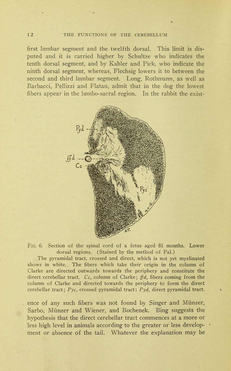 first lumbar segment and the twelfth dorsal. This limit is dis- puted and it is carried higher by Schultze who indicates the tenth dorsal segment, and by Kahler and Pick, who indicate the ninth dorsal segment, whereas, Flechsig lowers it to between the second and third lumbar segment. Long, Rothmann, as well as Barbacci, Pellizzi and Flatau, admit that in the dog the lowest fibers appear in the lumbo-sacral region. In the rabbit the exist- FiG, 6, Section of the spinal cord of a fetus aged 82 months. Lower dorsal regions. (Stained by the method of Pal.) The pyramidal tract, crossed and direct, which is not yet myelinated shows in white. The fibers which take their origin in the column of Clarke are directed outwards towards the periphery and constitute the direct cerebellar tract. Cc, column of Clarke; ffd, fibers coming from the column of Clarke and directed towards the periphery to form the direct cerebellar tract; Pyc, crossed pyramidal tract; Pyd, direct pyramidal tract. ence of any such fibers was not found by Singer and Miinzer, Sarbo, Miinzer and Wiener, and Bochenek. Bing suggests the hypothesis that the direct cerebellar tract commences at a more or less high level in animals according to the greater or less develop- • ment or absence of the tail. Whatever the explanation may be