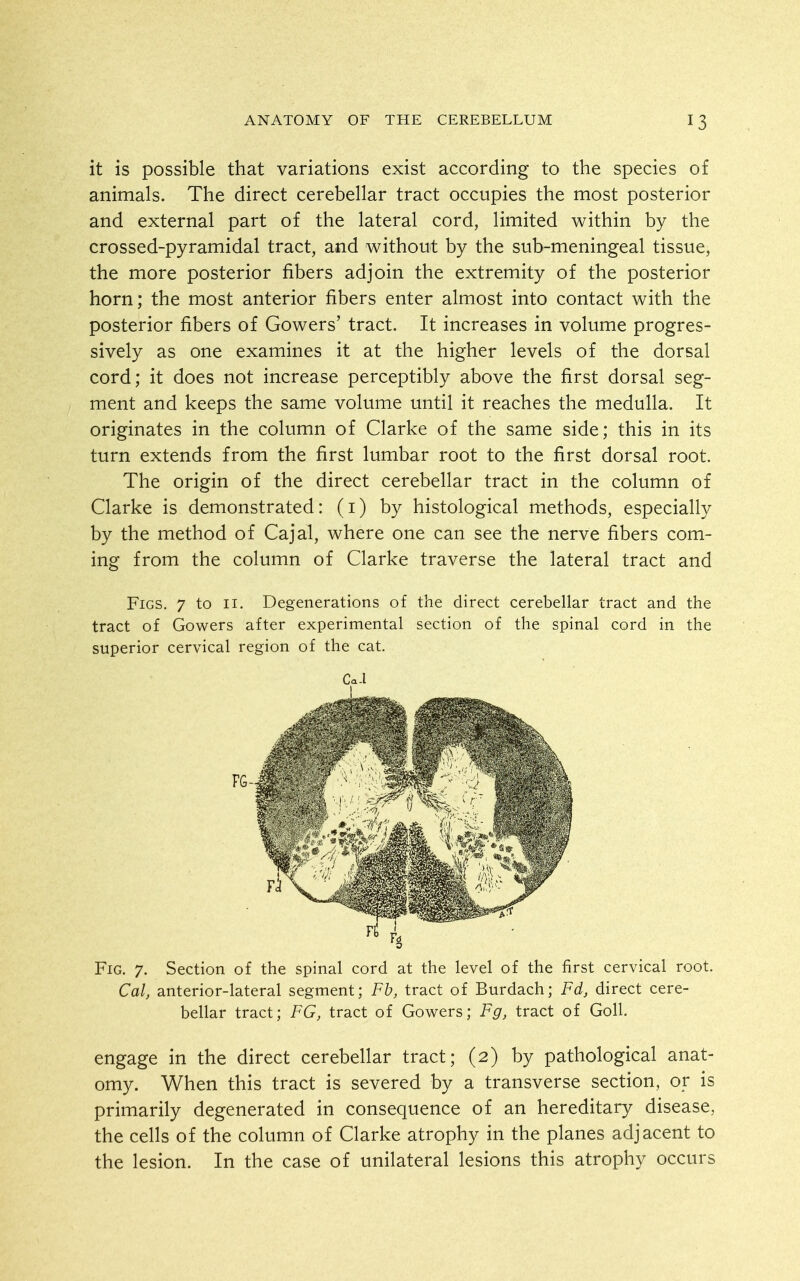 it is possible that variations exist according to the species of animals. The direct cerebellar tract occupies the most posterior and external part of the lateral cord, limited within by the crossed-pyramidal tract, and without by the sub-meningeal tissue, the more posterior fibers adjoin the extremity of the posterior horn; the most anterior fibers enter almost into contact with the posterior fibers of Gowers' tract. It increases in volume progres- sively as one examines it at the higher levels of the dorsal cord; it does not increase perceptibly above the first dorsal seg- ment and keeps the same volume until it reaches the medulla. It originates in the column of Clarke of the same side; this in its turn extends from the first lumbar root to the first dorsal root. The origin of the direct cerebellar tract in the column of Clarke is demonstrated: (i) by histological methods, especially by the method of Cajal, where one can see the nerve fibers com- ing from the column of Clarke traverse the lateral tract and Figs. 7 to 11. Degenerations of the direct cerebellar tract and the tract of Gowers after experimental section of the spinal cord in the superior cervical region of the cat. Fig. 7. Section of the spinal cord at the level of the first cervical root. Cal, anterior-lateral segment; Fb, tract of Burdach; Fd, direct cere- bellar tract; FG, tract of Gowers; Fg, tract of Goll. engage in the direct cerebellar tract; (2) by pathological anat- omy. When this tract is severed by a transverse section, or is primarily degenerated in consequence of an hereditary disease, the cells of the column of Clarke atrophy in the planes adjacent to the lesion. In the case of unilateral lesions this atrophy occurs