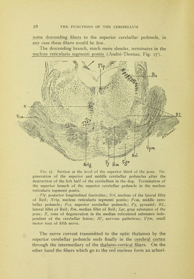 ^me descending fibers to the superior cerebellar peduncle, in any case these fibers would be few. The descending branch, much more slender, terminates in the nucleus reticularis tegmenti pontis (Andre-Thomas, Fig. 17). Fig. 17. Section at the level of the superior third of the pons. De- generation of the superior and middle cerebellar peduncles after the destruction of the left half of the cerebellum in the dog. Termination of the superior branch of the superior cerebellar peduncle in the nucleus reticularis tegmenti pontis. Flp, posterior longitudinal fasciculus; Nrl, nucleus of the lateral fillet of Reil; Nrtg, nucleus reticularis tegmenti pontis; Pcm, middle cere- bellar peduncle; Pes, superior cerebellar peduncle; Py, pyramid; RL, lateral fillet of Reil; Rm, median fillet of Reil; Sgr, gray substance of the pons; X, zone of degeneration in the median reticulated substance inde- pendent of the cerebellar lesion; IV, nervous patheticus; Vpm, small motor root of fifth nerve. The nerve current transmitted to the optic thalamus by the superior cerebellar peduncle ends finally in the cerebral cortex through the intermediary of the thalamo-cortical fibers. On the other hand the fibers which go to the red nucleus form an arbori-