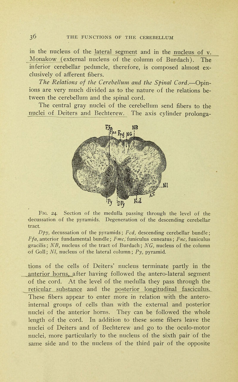 in the nucleus of the lateral segment and in the nudeus^of^v. Monakow (external nucleus of the column of Burdach). The inferior cerebellar peduncle, therefore, is composed almost ex- clusively of afferent fibers. The Relations of the Cerebellum and the Spinal Cord.—Opin- ions are very much divided as to the nature of the relations be- tween the cerebellum and the spinal cord. The central gray nuclei of the cerebellum send fibers to the nuclei of Deiters and Bechterew. The axis cylinder prolonga- FiG. 24. Section of the medulla passing through the level of the decussation of the pyramids. Degeneration of the descending cerebellar tract. Dpy, decussation of the pyramids; Fed, descending cerebellar bundle; Ffa, anterior fundamental bundle; Fmc, funiculus cuneatus; Fnc, funiculus gracilis; A''^, nucleus of the tract of Burdach; NG, nucleus of the column of Goll; Nl, nucleus of the lateral column; Fy, pyramid. tions of the cells of Deiters' nucleus terminate partly in the jLjiterigr^hornSj^after having followed the antero-lateral segment of the cord. At the level of the medulla they pass through the reticular substance and the posterior longitudinal fasciculus. These fibers appear to enter more in relation with the antero- internal groups of cells than with the external and posterior nuclei of the anterior horns. They can be followed the whole length of the cord. In addition to these some fibers leave the nuclei of Deiters and of Bechterew and go to the oculo-motor nuclei, more particularly to the nucleus of the sixth pair of the same side and to the nucleus of the third pair of the opposite