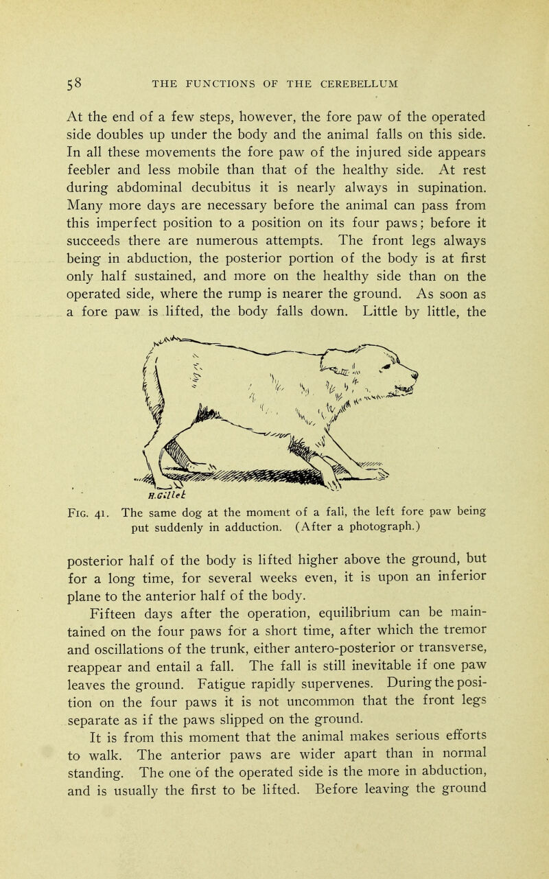 At the end of a few steps, however, the fore paw of the operated side doubles up under the body and the animal falls on this side. In all these movements the fore paw of the injured side appears feebler and less mobile than that of the healthy side. At rest during abdominal decubitus it is nearly always in supination. Many more days are necessary before the animal can pass from this imperfect position to a position on its four paws; before it succeeds there are numerous attempts. The front legs always being in abduction, the posterior portion of the body is at first only half sustained, and more on the healthy side than on the operated side, where the rump is nearer the ground. As soon as a fore paw is lifted, the body falls down. Little by little, the Fig. 41. The same dog at the moment of a fall, the left fore paw being put suddenly in adduction. (After a photograph.) posterior half of the body is lifted higher above the ground, but for a long time, for several weeks even, it is upon an inferior plane to the anterior half of the body. Fifteen days after the operation, equilibrium can be main- tained on the four paws for a short time, after which the tremor and oscillations of the trunk, either antero-posterior or transverse, reappear and entail a fall. The fall is still inevitable if one paw leaves the ground. Fatigue rapidly supervenes. During the posi- tion on the four paws it is not uncommon that the front legs separate as if the paws slipped on the ground. It is from this moment that the animal makes serious efforts to walk. The anterior paws are wider apart than in normal standing. The one of the operated side is the more in abduction, and is usually the first to be lifted. Before leaving the ground