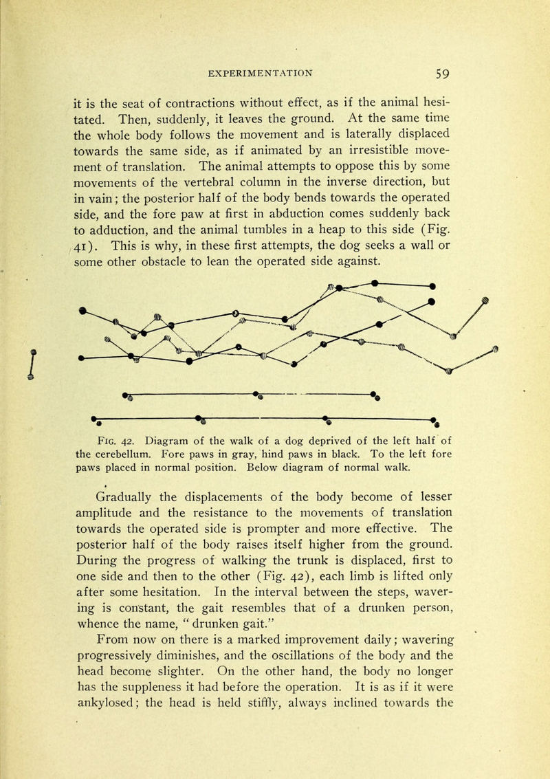 it is the seat of contractions without effect, as if the animal hesi- tated. Then, suddenly, it leaves the ground. At the same time the whole body follows the movement and is laterally displaced towards the same side, as if animated by an irresistible move- ment of translation. The animal attempts to oppose this by some movements of the vertebral column in the inverse direction, but in vain; the posterior half of the body bends towards the operated side, and the fore paw at first in abduction comes suddenly back to adduction, and the animal tumbles in a heap to this side (Fig. 41). This is why, in these first attempts, the dog seeks a wall or some other obstacle to lean the operated side against. % ■ —•r- % •g % % Fig. 42, Diagram of the walk of a dog deprived of the left half of the cerebellum. Fore paws in gray, hind paws in black. To the left fore paws placed in normal position. Below diagram of normal walk. Gradually the displacements of the body become of lesser amplitude and the resistance to the movements of translation towards the operated side is prompter and more effective. The posterior half of the body raises itself higher from the ground. During the progress of walking the trunk is displaced, first to one side and then to the other (Fig. 42), each limb is lifted only after some hesitation. In the interval between the steps, waver- ing is constant, the gait resembles that of a drunken person, whence the name,  drunken gait. From now on there is a marked improvement daily; wavering progressively diminishes, and the oscillations of the body and the head become slighter. On the other hand, the body no longer has the suppleness it had before the operation. It is as if it were ankylosed; the head is held stiffly, always inclined towards the