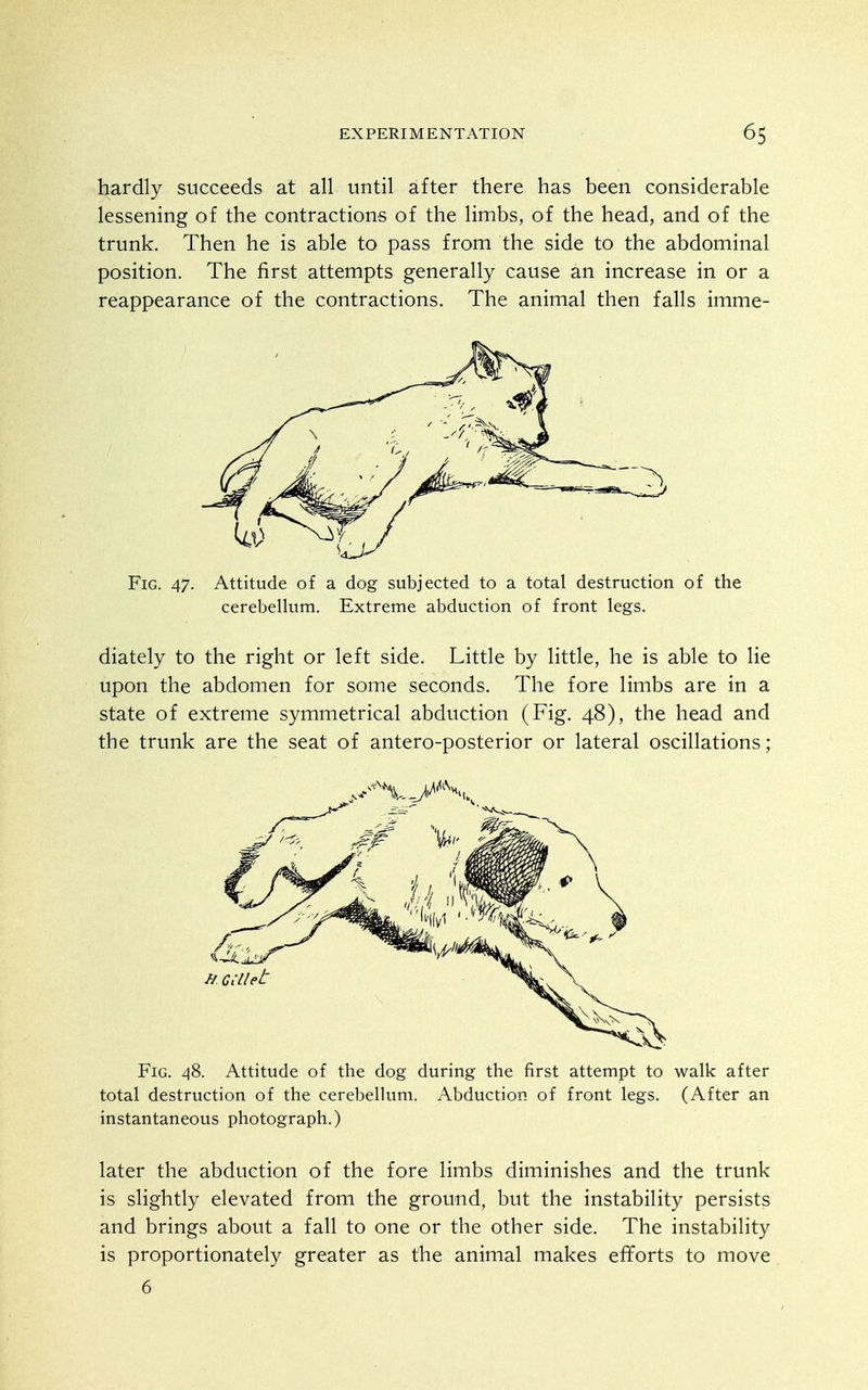 hardly succeeds at all until after there has been considerable lessening of the contractions of the limbs, of the head, and of the trunk. Then he is able to pass from the side to the abdominal position. The first attempts generally cause an increase in or a reappearance of the contractions. The animal then falls imme- FiG. 47. Attitude of a dog subjected to a total destruction of the cerebellum. Extreme abduction of front legs. diately to the right or left side. Little by little, he is able to lie upon the abdomen for some seconds. The fore limbs are in a state of extreme symmetrical abduction (Fig. 48), the head and the trunk are the seat of antero-posterior or lateral oscillations; Fig. 4S. Attitude of the dog during the first attempt to walk after total destruction of the cerebellum. Abduction of front legs. (After an instantaneous photograph.) later the abduction of the fore limbs diminishes and the trunk is slightly elevated from the ground, but the instability persists and brings about a fall to one or the other side. The instability is proportionately greater as the animal makes efforts to move 6