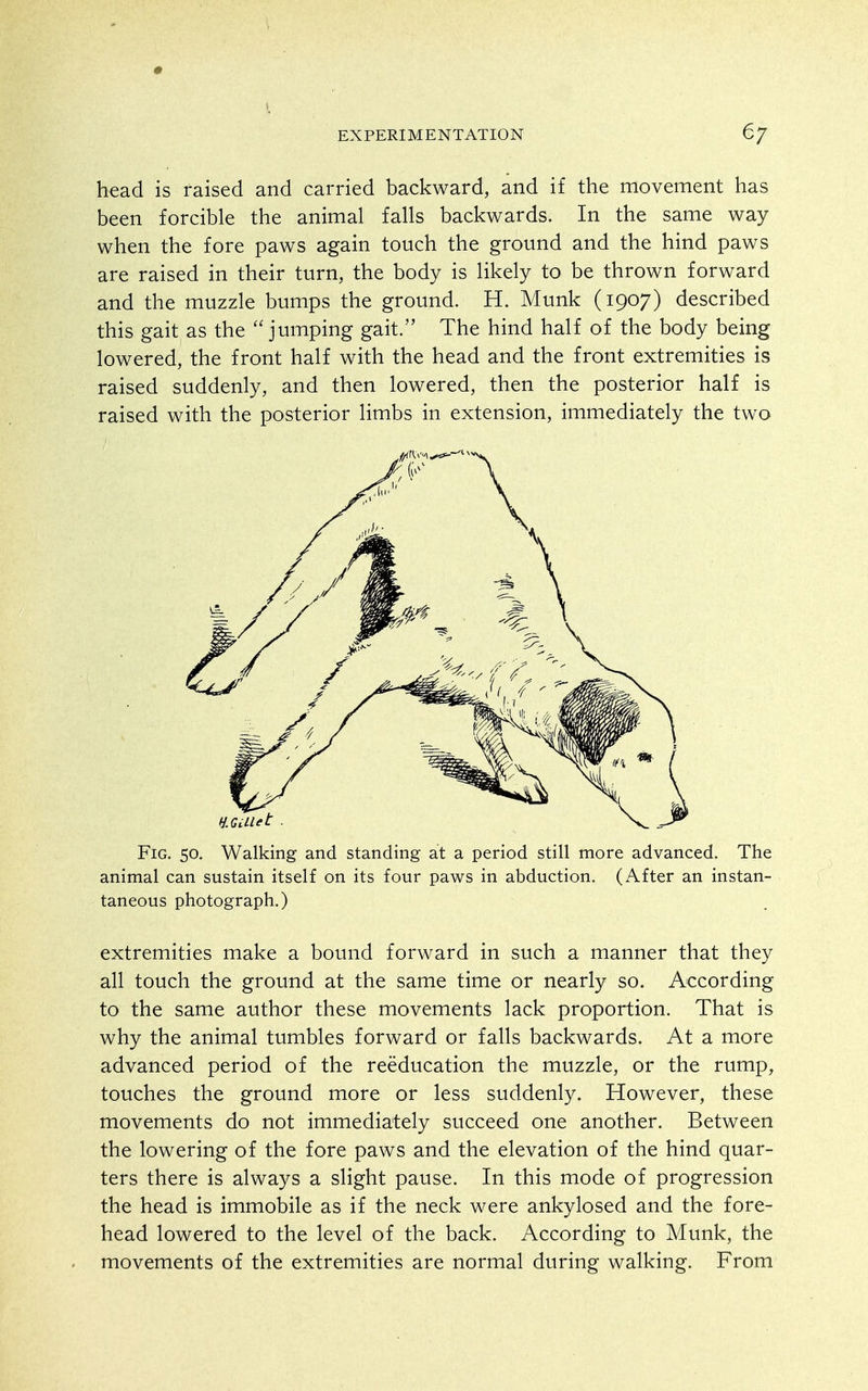 head is raised and carried backward, and if the movement has been forcible the animal falls backwards. In the same way when the fore paws again touch the ground and the hind paws are raised in their turn, the body is likely to be thrown forward and the muzzle bumps the ground. H. Munk (1907) described this gait as the jumping gait. The hind half of the body being lowered, the front half with the head and the front extremities is raised suddenly, and then lowered, then the posterior half is raised with the posterior limbs in extension, immediately the two Fig. 50. Walking and standing at a period still more advanced. The animal can sustain itself on its four paws in abduction. (After an instan- taneous photograph.) extremities make a bound forward in such a manner that they all touch the ground at the same time or nearly so. According to the same author these movements lack proportion. That is why the animal tumbles forward or falls backwards. At a more advanced period of the reeducation the muzzle, or the rump, touches the ground more or less suddenly. However, these movements do not immediately succeed one another. Between the lowering of the fore paws and the elevation of the hind quar- ters there is always a slight pause. In this mode of progression the head is immobile as if the neck were ankylosed and the fore- head lowered to the level of the back. According to Munk, the movements of the extremities are normal during walking. From