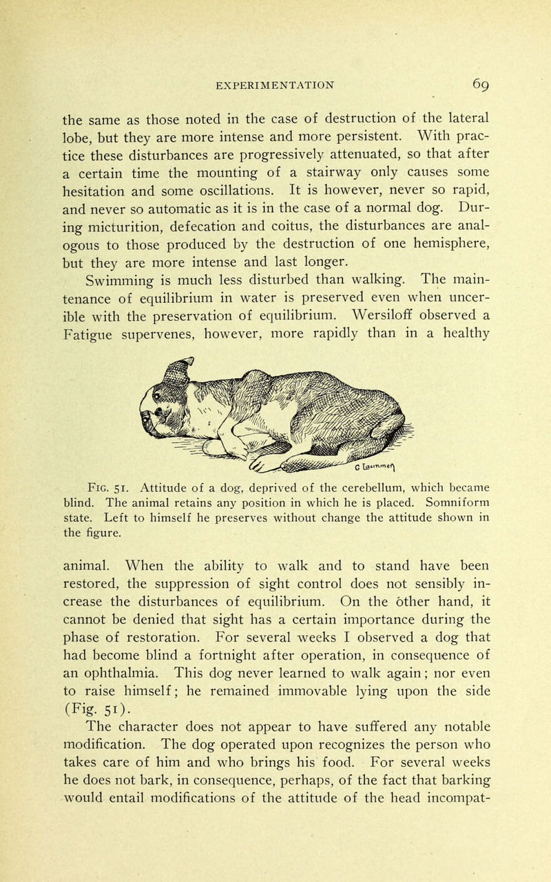 the same as those noted in the case of destruction of the lateral lobe, but they are more intense and more persistent. With prac- tice these disturbances are progressively attenuated, so that after a certain time the mounting of a stairway only causes some hesitation and some oscillations. It is however, never so rapid, and never so automatic as it is in the case of a normal dog. Dur- ing micturition, defecation and coitus, the disturbances are anal- ogous to those produced by the destruction of one hemisphere, but they are more intense and last longer. Swimming is much less disturbed than walking. The main- tenance of equilibrium in water is preserved even when uncer- ible with the preservation of equilibrium. Wersiloff observed a Fatigue supervenes, however, more rapidly than in a healthy Fig. 51. Attitude of a dog, deprived of the cerebellum, which became blind. The animal retains any position in which he is placed. Somniform state. Left to himself he preserves without change the attitude shown in the figure. animal. When the ability to walk and to stand have been restored, the suppression of sight control does not sensibly in- crease the disturbances of equilibrium. On the other hand, it cannot be denied that sight has a certain importance during the phase of restoration. For several weeks I observed a dog that had become blind a fortnight after operation, in consequence of an ophthalmia. This dog never learned to walk again; nor even to raise himself; he remained immovable lying upon the side The character does not appear to have sufTered any notable modification. The dog operated upon recognizes the person who takes care of him and who brings his food. For several weeks he does not bark, in consequence, perhaps, of the fact that barking would entail modifications of the attitude of the head incompat- (Fig. 51)-
