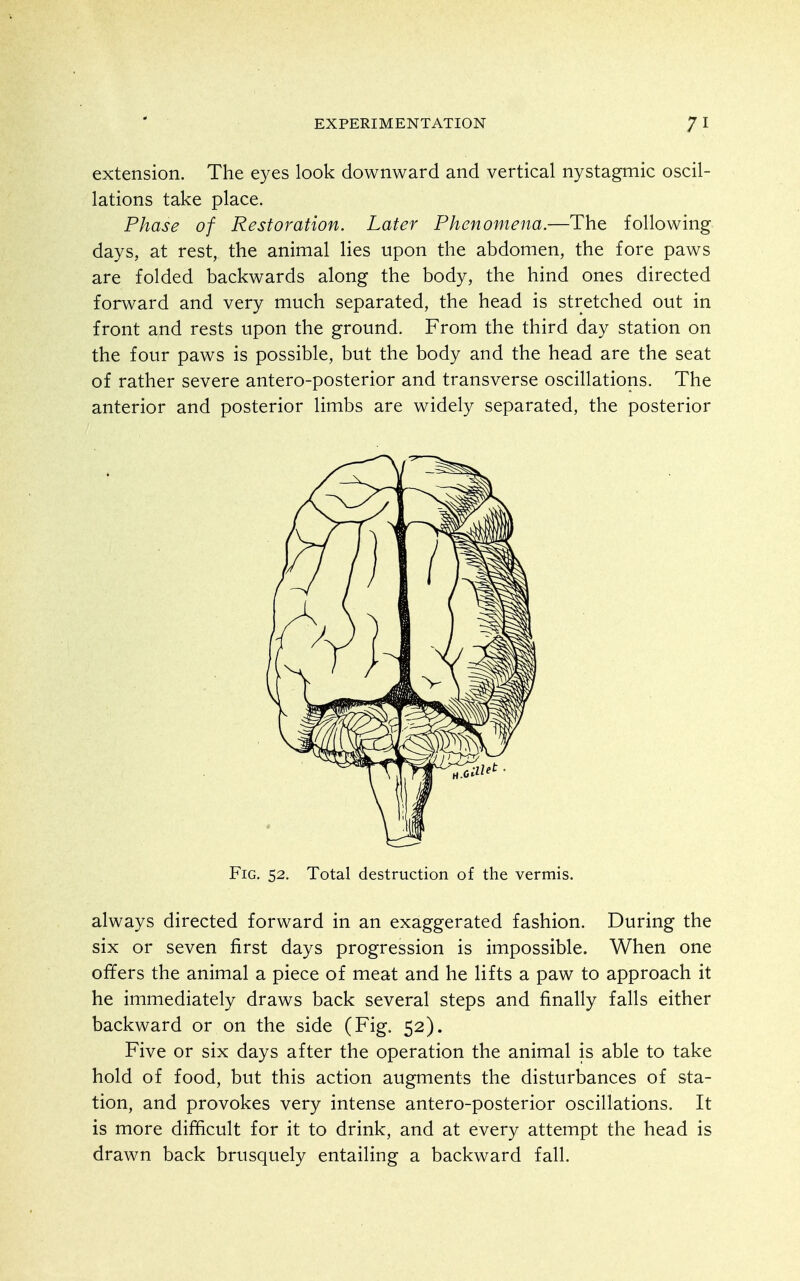 extension. The eyes look downward and vertical nystagmic oscil- lations take place. Phase of Restoration. Later Phenomena.—The following days, at rest, the animal lies upon the abdomen, the fore paws are folded backwards along the body, the hind ones directed forward and very much separated, the head is stretched out in front and rests upon the ground. From the third day station on the four paws is possible, but the body and the head are the seat of rather severe antero-posterior and transverse oscillations. The anterior and posterior limbs are widely separated, the posterior always directed forward in an exaggerated fashion. During the six or seven first days progression is impossible. When one offers the animal a piece of meat and he lifts a paw to approach it he immediately draws back several steps and finally falls either backward or on the side (Fig. 52). Five or six days after the operation the animal is able to take hold of food, but this action augments the disturbances of sta- tion, and provokes very intense antero-posterior oscillations. It is more difficult for it to drink, and at every attempt the head is drawn back brusquely entailing a backward fall. Fig. 52. Total destruction of the vermis.