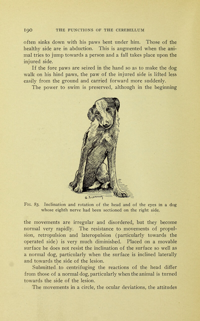 often sinks down with his paws bent under him. Those of the healthy side are in abduction. This is augmented when the ani- mal tries to jump towards a person and a fall takes place upon the injured side. If the fore paws are seized in the hand so as to make the dog walk on his hind paws, the paw of the injured side is lifted less easily from the ground and carried forward more suddenly. The power to swim is preserved, although in the beginning Fig. 83. Inclination and rotation of the head and of the eyes in a dog whose eighth nerve had been sectioned on the right side. the movements are irregular and disordered, but they become normal very rapidly. The resistance to movements of propul- sion, retropulsion and lateropulsion (particularly towards the operated side) is very much diminished. Placed on a movable surface he does not resist the inclination of the surface so well as a normal dog, particularly when the surface is inclined laterally and towards the side of the lesion. Submitted, to centrifuging the reactions of the head differ from those of a normal dog, particularly when the animal is turned towards the side of the lesion. The movements in a circle, the ocular deviations, the attitudes