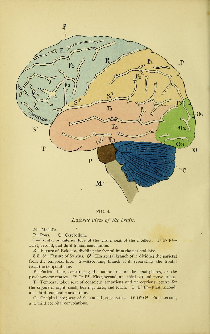 F M—Medulla. P- Pons. C- Cerebellum. F—Frontal or anterior lobe of the brain; seat of the intellect. F1 F2 F3— First, second, and third frontal convolution. R—Fissure of Rolando, dividing the frontal from the parietal lobe. S S1 S2—Fissure of Sylvius. S1—Horizontal branch of it, dividing the parietal from the temporal lobe. S2—Ascending branch of it, separating the frontal from the temporal lobe. P—Parietal lobe, constituting the motor area of the hemispheres, or the psycho-motor centres. P1 P2 P3—First, second, and third parietal convolutions. T—Temporal lobe; seat of conscious sensations and perceptions; centre for the organs of sight, smell, hearing, taste, and touch. T' T2 T3—First, second, and third temporal convolutions. O—Occipital lobe; seat of the animal propensities. O1 O2 O3—First, second, and third occipital convolutions.