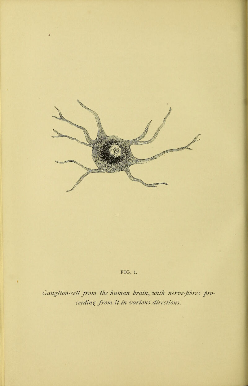 Ganglion-cell from the human brain, with nerve-fibres pro- ceeding from it in various directions.