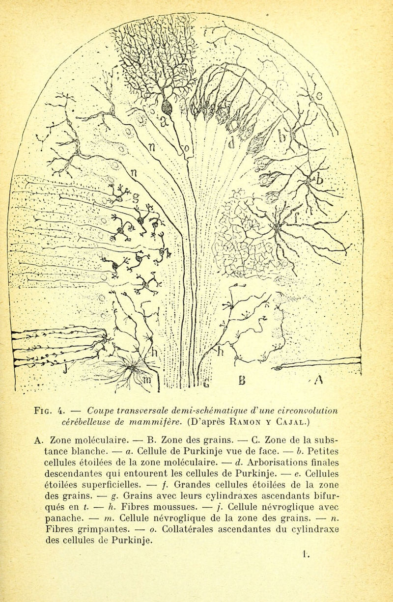 cerebelleuse de mammifere. (D'apres Ramon y Cajal.) A. Zone moleculaire. — B. Zone des grains. — C. Zone de la subs- tance blanche. — a. Cellule de Purkinje vue de face. — b. Petites cellules etoilees de la zone moleculaire. — d. Arborisations finales descendantes qui entourent les cellules de Purkinje. — e. Cellules etoilees superficielles. — /. Grandes cellules etoilees de la zone des grains. — g. Grains avec leurs cylindraxes ascendants bifur- ques en t. — h. Fibres moussues. — /. Cellule nevroglique avec panache. — m. Cellule nevroglique de la zone des grains. — n. Fibres grimpantes. — o. Collaterals ascendantes du cylindraxe des cellules de Purkinje.