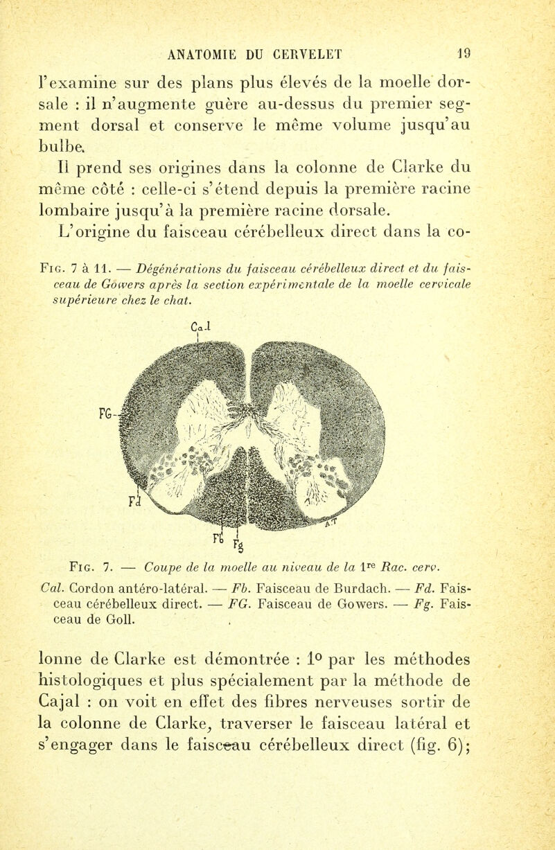 1'examine sur des plans plus eleves de la moelle dor- sale : il n'augmente guere au-dessus du premier seg- ment dorsal et conserve le meme volume jusqu'au bulbe. II prend ses origines dans la colonne de Clarke du meme cote : celle-ci s'etend depuis la premiere racine lombaire jusqu'a la premiere racine dorsale. L'origine du faisceau cerebelleux direct dans la co- Fig. 7 a 11. — Degenerations du faisceau cerebelleux direct et du fais- ceau de Gowers apres la section experimental de la moelle cervicale superieure chez le chat. Ca-l Fig. 7. — Coupe de la moelle au niveau de la lre Rac cerv. Cal. Cordon antero-lateral. — Fb. Faisceau de Burdach. —■ Fd. Fais- ceau cerebelleux direct. — FG. Faisceau de Gowers. — Fg. Fais- ceau de Goll. lonne de Clarke est demontree : 1° par les methodes histologiques et plus specialement par la methode de Cajal : on voit en effet des fibres nerveuses sortir de la colonne de Clarke, traverser le faisceau lateral et s'engager dans le faisceau cerebelleux direct (fig. 6);