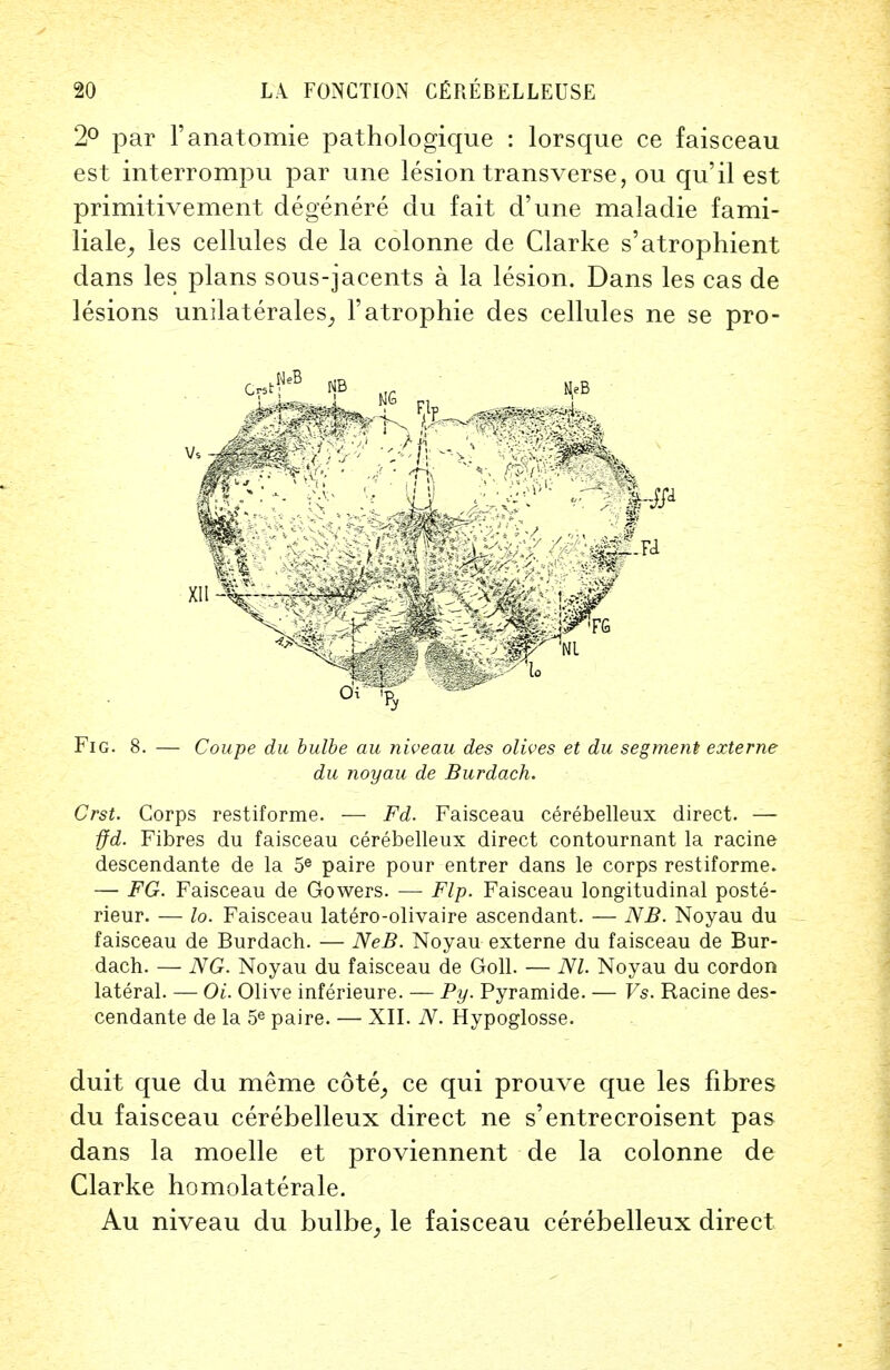 2° par Fanatomie pathologique : lorsque ce faisceau est interrompu par une lesion transverse, ou qu'il est primitivement degenere du fait d'une maladie fami- liale, les cellules de la colonne de Clarke s'atrophient dans les plans sous-jacents a la lesion. Dans les cas de lesions unilaterales, l'atrophie des cellules ne se pro- Fig. 8. — Coupe du bulbe au niveau des olives et du segment externe du noyau de Burdach. Crst. Corps restiforme. — Fd. Faisceau cerebelleux direct. — ffd. Fibres du faisceau cerebelleux direct contournant la racine descendante de la 5e paire pour entrer dans le corps restiforme. — FG. Faisceau de Gowers. — Flp. Faisceau longitudinal poste- rieur. — lo. Faisceau latero-olivaire ascendant. — NB. Noyau du faisceau de Burdach. — NeB. Noyau externe du faisceau de Bur- dach. — NG. Noyau du faisceau de Goll. — Nl. Noyau du cordon lateral. — Oi. Olive inferieure. — Py. Pyramide. — Vs. Racine des- cendante de la 5e paire. — XII. N. Hypoglosse. duit que du meme cote, ce qui prouve que les fibres du faisceau cerebelleux direct ne s'entrecroisent pas dans la moelle et proviennent de la colonne de Clarke homolaterale. Au niveau du bulbe, le faisceau cerebelleux direct