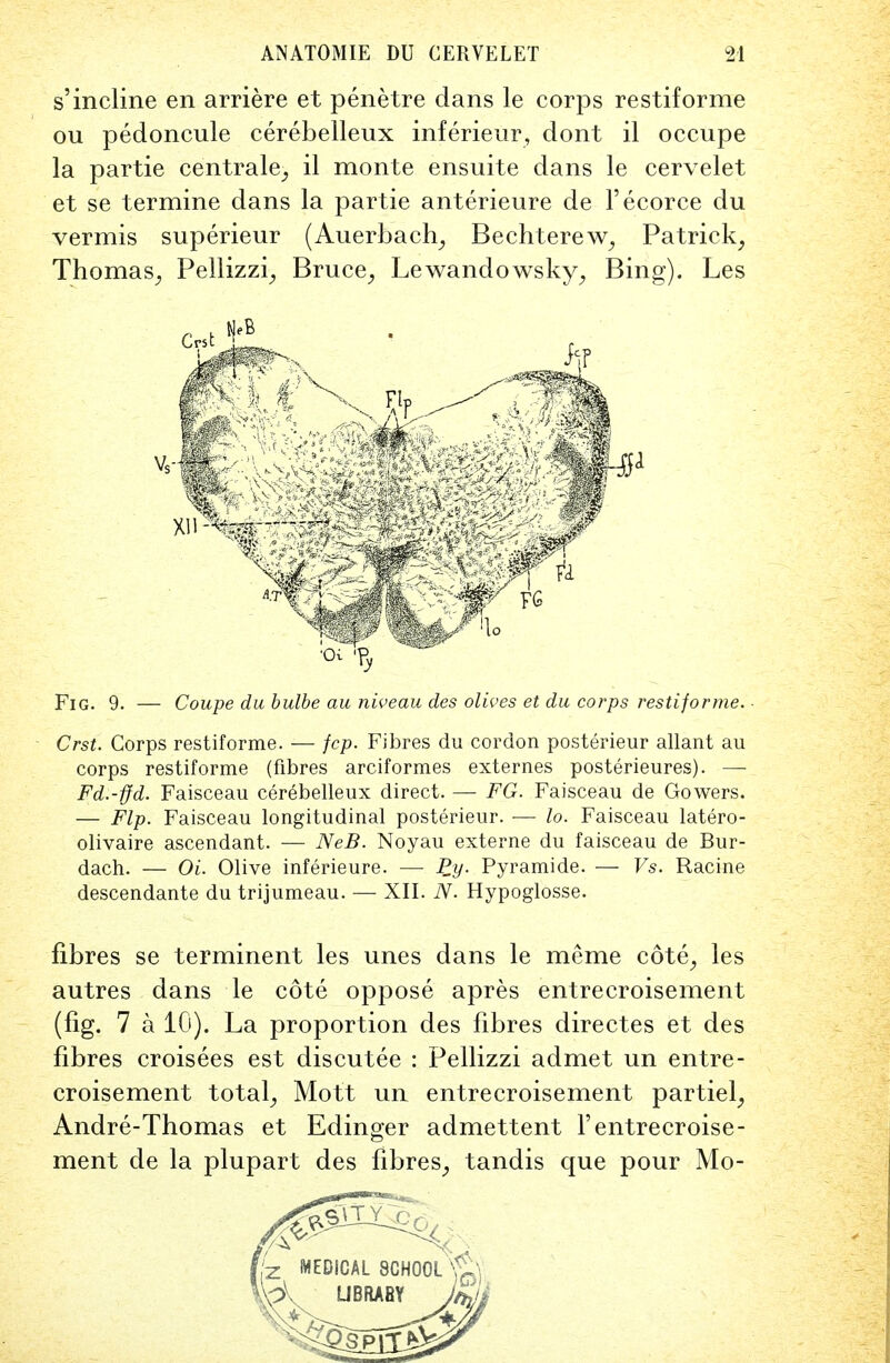 s'incline en arriere et penetre dans le corps restiforme ou pedoncule cerebelleux inferieur, dont il occupe la partie centrale, il monte ensuite dans le cervelet et se termine dans la partie anterieure de Fecorce du vermis superieur (Auerbach, Bechterew, Patrick, Thomas, Pellizzi, Bruce, Lewandowsky, Bing). Les Fig. 9. — Coupe du bulbe au niveau des olives et du corps restiforme. - Crst. Corps restiforme. — fcp. Fibres du cordon posterieur allant au corps restiforme (fibres arciformes externes posterieures). — Fd.-ffd. Faisceau cerebelleux direct. — FG. Faisceau de Gowers. — Flp. Faisceau longitudinal posterieur. — lo. Faisceau latero- olivaire ascendant. — NeB. Noyau externe du faisceau de Bur- dach. — Oi. Olive inferieure. — Py. Pyramide. — Vs. Racine descendante du trijumeau. — XII. N. Hypoglosse. fibres se terminent les unes dans le memo cote, les autres dans le cote oppose apres entrecroisement (fig. 7 a 10). La proportion des fibres directes et des fibres croisees est discutee : Pellizzi admet un entre- croisement total, Mott un entrecroisement partiel, Andre-Thomas et Edinger admettent 1'entrecroise- ment de la plupart des fibres, tandis que pour Mo-