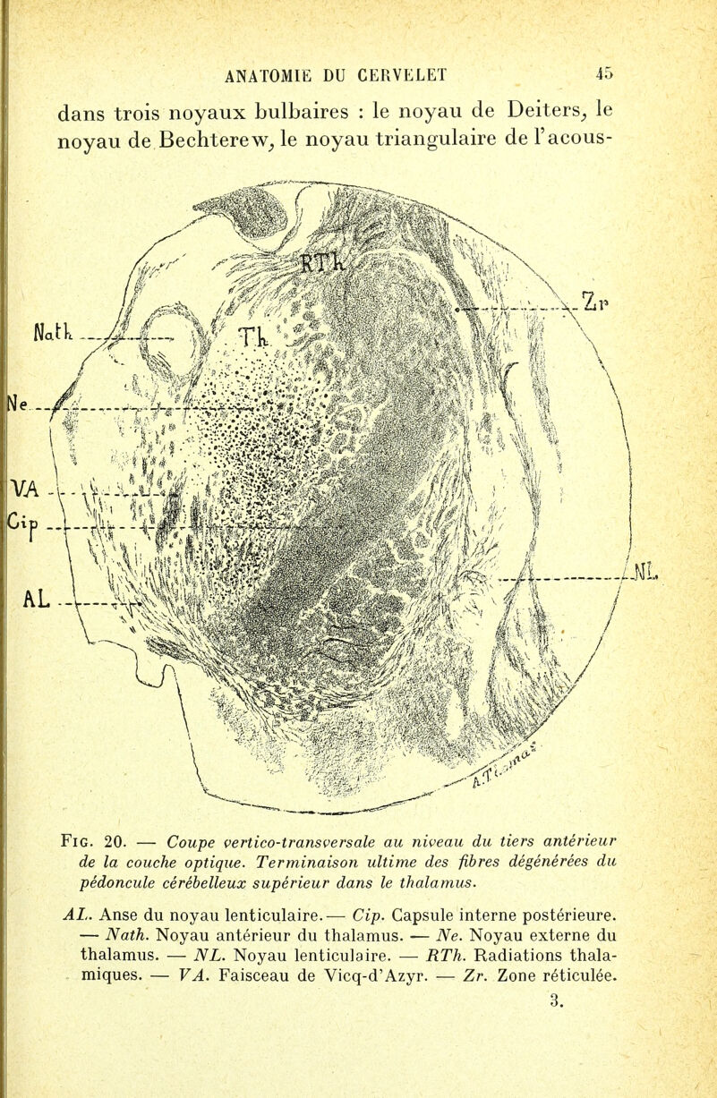 dans trois noyaux bulbaires : le noyau de Deiters, le noyau de Bechterew, le noyau triangulaire de Facous- Fig. 20. — Coupe vertico-transversale au niveau du tiers anterieur de la couche optique. Terminaison ultime des fibres degenerees du pedoncule cerebelleux superieur dans le thalamus. AL. Anse du noyau lenticulaire.— Cip. Capsule interne posterieure. — Nath. Noyau anterieur du thalamus. — Ne. Noyau externe du thalamus. — NL. Noyau lenticulaire. — RTh. Radiations thala- miques. — VA. Faisceau de Vicq-d'Azyr. — Zr. Zone reticulee. 3.