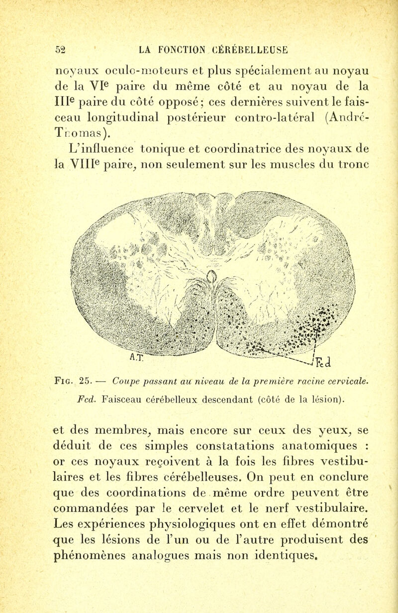 noyaux oculo-nioteurs et plus specialement au noyau de la VIe paire du meme cote et au noyau de la IIIe paire du cote oppose; ces dernieres suivent le fais- ceau longitudinal posterieur contro-lateral (Andrc- L'influence tonique et coordinatrice des noyaux de la VIIIe paire,, non seulement sur les muscles du tronc Fig. 25. -— Coupe passant au niveau de la premiere racine cervicale. Fed. Faisceau cerebelleux descendant (cote de la lesion). et des membres, mais encore sur ceux des yeux, se deduit de ces simples constatations anatomiques : or ces noyaux recoivent a la fois les fibres vestibu- laires et les fibres cerebelleuses. On peut en conclure que des coordinations de meme ordre peuvent etre commandees par le cervelet et le nerf vestibulaire. Les experiences physiologiques ont en efTet demontre que les lesions de Fun ou de 1'autre produisent des phenomenes analogues mais non identiques, Tr.omas).