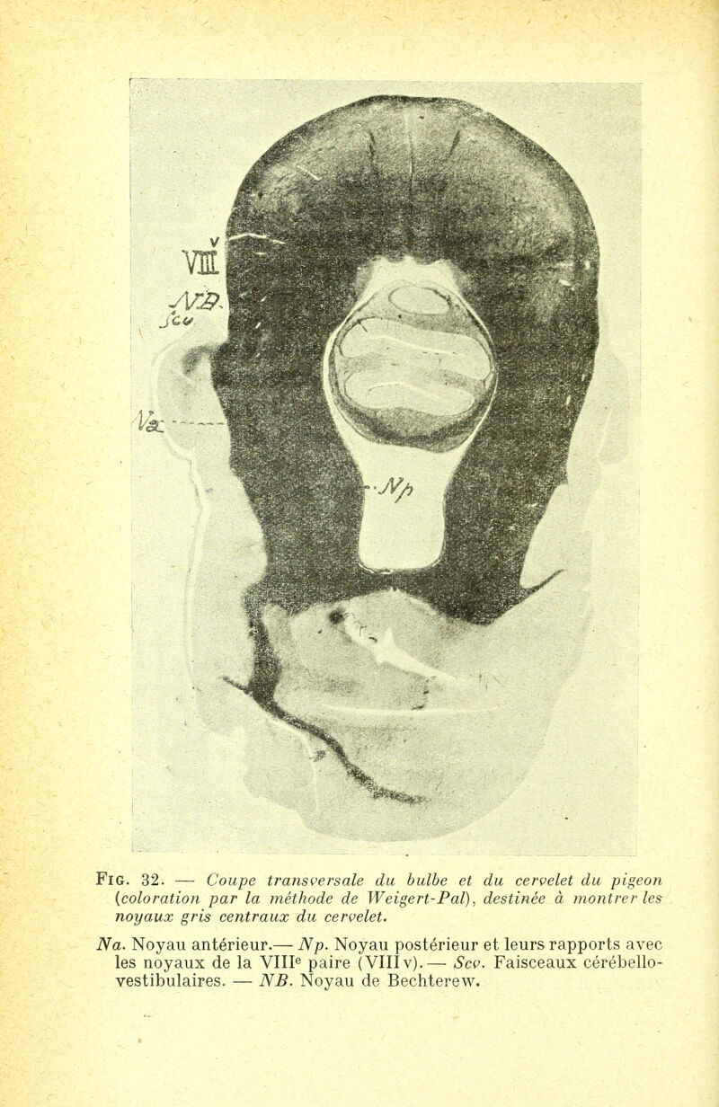 Fig. 32. — Coupe transversale du bulbe et du cervelet du pigeon {coloration par la methode de Weigert-Pal), destinee a montrer les noyaux gris centraux du cervelet. Na. Noyau anterieur.— Np. Noyau posterieur et leurs rapports avec les noyaux de la VIIIe paire (VIIIv).— Scv. Faisceaux cerebello- vestibulaires. — NB. Noyau de Bechterew.