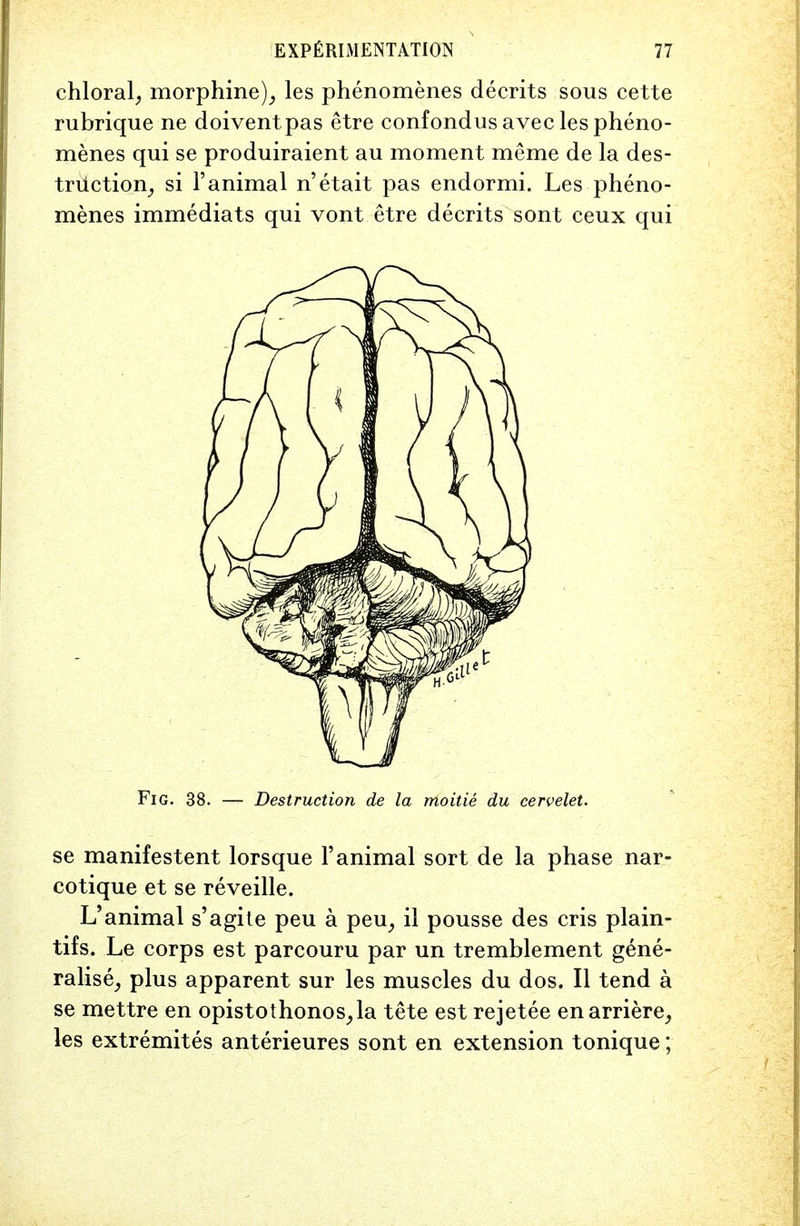 chloral, morphine), les phenomenes decrits sous cette rubrique ne doiventpas etre confondus avec les pheno- menes qui se produiraient au moment meme de la des- truction, si 1'animal n'etait pas endormi. Les pheno- menes immediats qui vont etre decrits sont ceux qui Fig. 38. — Destruction de la moitie du cervelet. se manifestent lorsque 1'animal sort de la phase nar- cotique et se reveille. L'animal s'agite peu a peu, il pousse des cris plain- tifs. Le corps est parcouru par un tremblement gene- ralise, plus apparent sur les muscles du dos. II tend a se mettre en opistothonos,la tete est rejetee enarriere, les extremites anterieures sont en extension tonique;