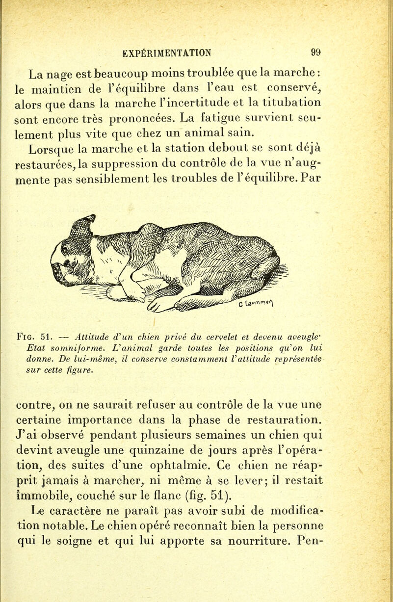 La nage est beaucoup moins troublee que la marche: le maintien de l'equilibre dans l'eau est conserve, alors que dans la marche 1' incertitude et la titubation sont encore tres prononcees. La fatigue survient seu- lement plus vite que chez un animal sain. Lorsque la marche et la station debout se sont deja restaurees,la suppression du controle de la vue n'aug- mente pas sensiblement les troubles de l'equilibre. Par Fig. 51. — Attitude <Tun chien prive du cervelet et devenu aveugle' Etat somniforme. Vanimal garde toutes les positions qu'on lui donne. De lui-meme, il conserve constamment Vattitude representee sur cette figure. contre, on ne saurait refuser au controle de la vue une certaine importance dans la phase de restauration. J'ai observe pendant plusieurs semaines un chien qui devint aveugle une quinzaine de jours apres 1'opera- tion, des suites d'une ophtalmie. Ce chien ne reap- prit jamais a marcher, ni meme a se lever; il restait immobile, couche sur le flanc (fig. 51). Le caractere ne parait pas avoir subi de modifica- tion notable. Le chien opere reconnait bien la personne qui le soigne et qui lui apporte sa nourriture. Pen-