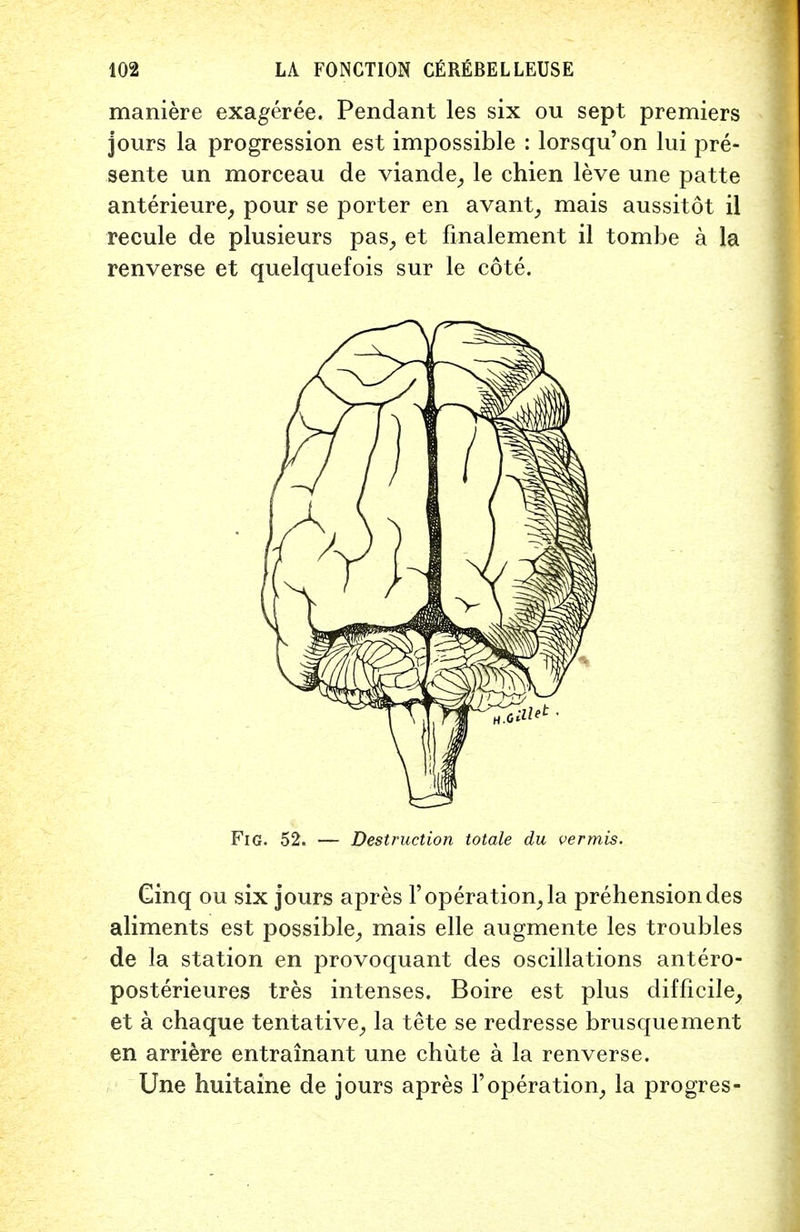 maniere exageree. Pendant les six ou sept premiers jours la progression est impossible : lorsqu'on lui pre- sente un morceau de viande, le chien leve une patte anterieure, pour se porter en avant, mais aussitdt il recule de plusieurs pas, et finalement il tombe a la renverse et quelquefois sur le cote. Fig. 52. — Destruction totale du vermis. Cinq ou six jours apres 1' operation, la prehension des aliments est possible, mais elle augmente les troubles de la station en provoquant des oscillations antero- posterieures tres intenses. Boire est plus difficile, et a chaque tentative, la tete se redresse brusquement en arriere entrainant une chute a la renverse. Une huitaine de jours apres l'operation, la progres-