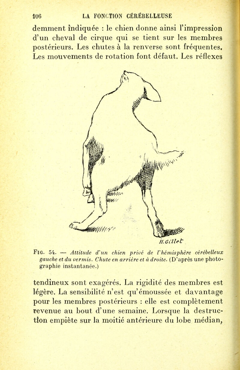 demment indiquee : le chien donne ainsi 1'impression d'un cheval de cirque qui se tient sur les membres posterieurs. Les chutes a la renverse sont frequentes. Les mouvements de rotation font defaut. Les reflexes gauche et du vermis. Chute en arriere et a droite. (D'apres line photo- graphie instantanee.) tendineux sont exageres. La rigidite des membres est legere. La sensibilite n'est qu'emoussee et davantage pour les membres posterieurs : elle est completement revenue au bout d'une semaine. Lorsque la destruc- tion empiete sur la moitie anterieure du lobe median.