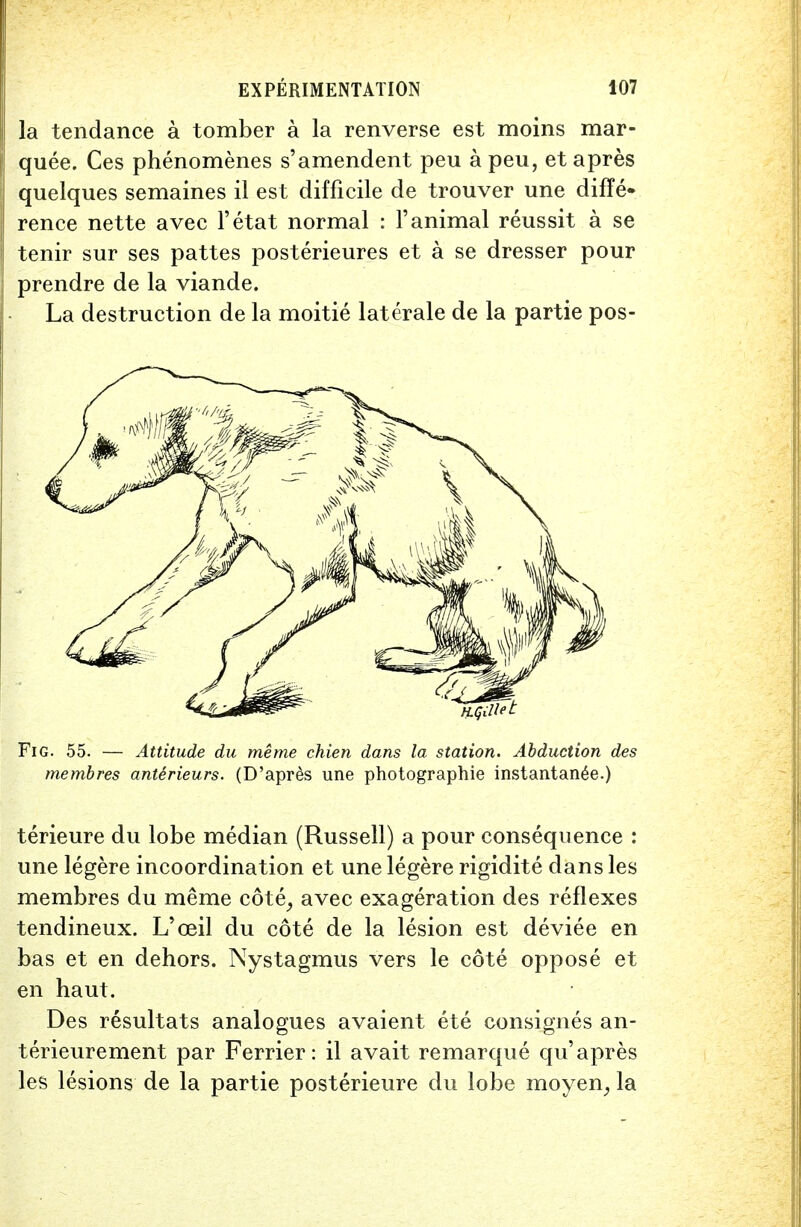 la tendance a tomber a la renverse est moins mar- quee. Ces phenomenes s'amendent peu a peu, et apres quelques semaines il est difficile de trouver une diffe- rence nette avec l'etat normal : 1'animal reussit a se tenir sur ses pattes posterieures et a se dresser pour prendre de la viande. La destruction de la moitie laterale de la partie pos- membres anterieurs. (D'apr&5 une photographie instantan^e.) terieure du lobe median (Russell) a pour consequence : une legere incoordination et une legere rigidite dans les membres du raerae cote, avec exageration des reflexes tendineux. L'ceil du cote de la lesion est deviee en bas et en dehors. Nystagmus vers le cote oppose et en haut. Des resultats analogues avaient ete consigned an- terieurement par Ferrier: il avait remarque qu' apres les lesions de la partie posterieure du lobe moyen, la