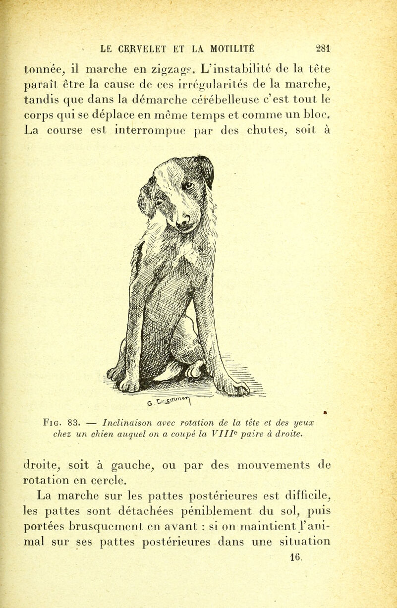 tonnee, il marche en zigzag?, L'instabilite de la tete parait etre la cause de ces irregularites de la marche, tandis que dans la demarche cerebelleuse c'est tout le corps qui se deplace en me me temps et comme un bloc. La course est interrompue par des chutes, soit a chez un chien auquel on a coupe la VIIJe paire a droite. droite, soit a gauche, ou par des mouvements de rotation en cercle. La marche sur les pattes posterieures est difficile, les pattes sont detachees peniblement du sol, puis portees brusquement en avant : si on maintient 1' ani- mal sur ses pattes posterieures dans une situation 16.