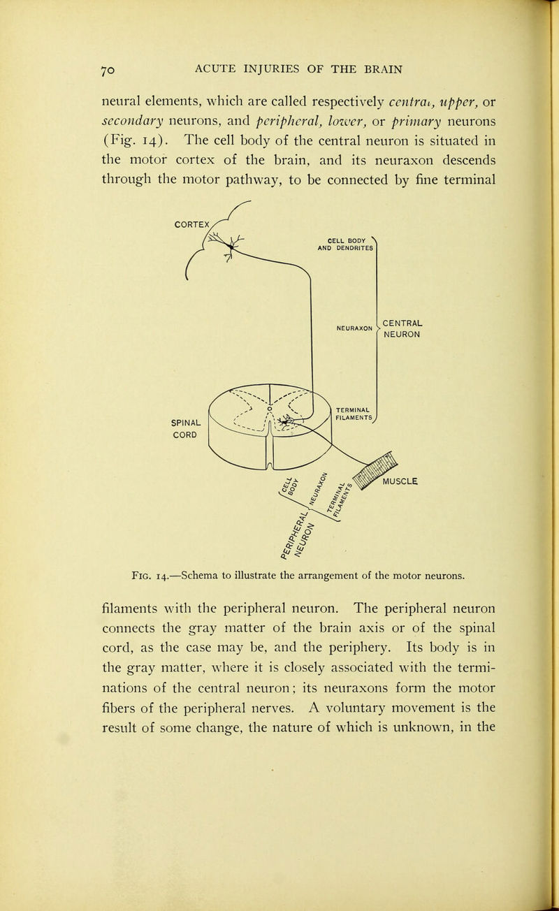 neural elements, which are called respectively centra^, upper, or secondary neurons, and peripheral, lozver, or primary neurons (Fig. 14). The cell body of the central neuron is situated in the motor cortex of the brain, and its neuraxon descends through the motor pathway, to be connected by fine terminal Fig. 14.—Schema to illustrate the arrangement of the motor neurons. filaments with the peripheral neuron. The peripheral neuron connects the gray matter of the brain axis or of the spinal cord, as the case may be, and the periphery. Its body is in the gray matter, where it is closely associated with the termi- nations of the central neuron; its neuraxons form the motor fibers of the peripheral nerves. A voluntary movement is the result of some change, the nature of which is unknown, in the