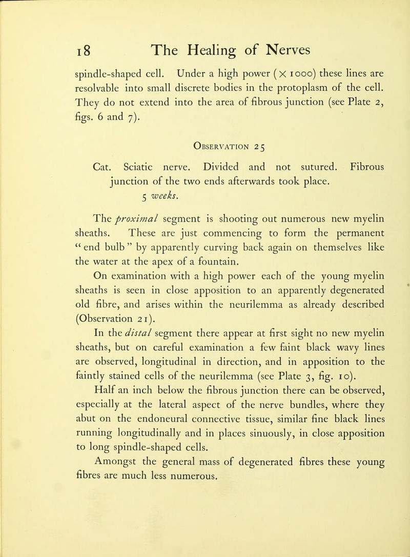 spindle-shaped cell. Under a high power (x looo) these lines are resolvable into small discrete bodies in the protoplasm of the cell. They do not extend into the area of fibrous junction (see Plate 2, figs. 6 and 7). Observation 25 Cat. Sciatic nerve. Divided and not sutured. Fibrous junction of the two ends afterwards took place. 5 weeks. The proximal segment is shooting out numerous new myelin sheaths. These are just commencing to form the permanent  end bulb  by apparently curving back again on themselves like the water at the apex of a fountain. On examination with a high power each of the young myelin sheaths is seen in close apposition to an apparently degenerated old fibre, and arises within the neurilemma as already described (Observation 21). In the distal segment there appear at first sight no new myelin sheaths, but on careful examination a few faint black wavy lines are observed, longitudinal in direction, and in apposition to the faintly stained cells of the neurilemma (see Plate 3, fig. 10). Half an inch below the fibrous junction there can be observed, especially at the lateral aspect of the nerve bundles, where they abut on the endoneural connective tissue, similar fine black lines running longitudinally and in places sinuously, in close apposition to long spindle-shaped cells. Amongst the general mass of degenerated fibres these young fibres are much less numerous.