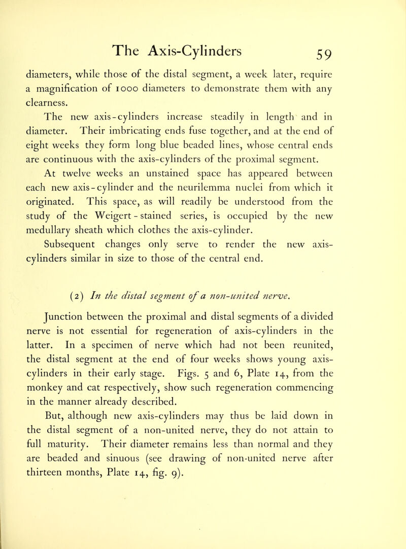 diameters, while those of the distal segment, a week later, require a magnification of looo diameters to demonstrate them with any clearness. The new axis-cylinders increase steadily in length and in diameter. Their imbricating ends fuse together, and at the end of eight weeks they form long blue beaded lines, whose central ends are continuous with the axis-cylinders of the proximal segment. At twelve weeks an unstained space has appeared between each new axis-cylinder and the neurilemma nuclei from which it originated. This space, as will readily be understood from the study of the Weigert - stained series, is occupied by the new medullary sheath which clothes the axis-cylinder. Subsequent changes only serve to render the new axis- cylinders similar in size to those of the central end. (2) In the distal segment of a non-united nerve. Junction between the proximal and distal segments of a divided nerve is not essential for regeneration of axis-cylinders in the latter. In a specimen of nerve which had not been reunited, the distal segment at the end of four weeks shows young axis- cylinders in their early stage. Figs. 5 and 6, Plate 14, from the monkey and cat respectively, show such regeneration commencing in the manner already described. But, although new axis-cylinders may thus be laid down in the distal segment of a non-united nerve, they do not attain to full maturity. Their diameter remains less than normal and they are beaded and sinuous (see drawing of non-united nerve after thirteen months, Plate 14, fig. 9).