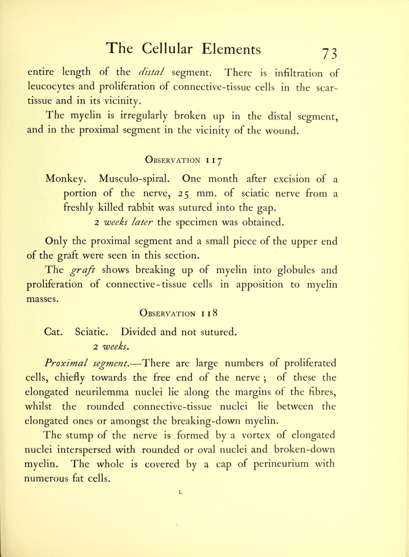 entire length of the distal segment. There is infiltration of leucocytes and proliferation of connective-tissue cells in the scar- tissue and in its vicinity. The myelin is irregularly broken up in the distal segment, and in the proximal segment in the vicinity of the wound. Observation 117 Monkey. Musculo-spiral. One month after excision of a portion of the nerve, 25 mm. of sciatic nerve from a freshly killed rabbit was sutured into the gap. 2 weeks later the specimen was obtained. Only the proximal segment and a small piece of the upper end of the graft were seen in this section. The graft shows breaking up of myelin into globules and proliferation of connective-tissue cells in apposition to myelin masses. Observation 118 Cat. Sciatic. Divided and not sutured. 2 weeks. Proximal segment,—There are large numbers of proliferated cells, chiefly towards the free end of the nerve ; of these the elongated neurilemma nuclei lie along the margins of the fibres, whilst the rounded connective-tissue nuclei lie between the elongated ones or amongst the breaking-down myelin. The stump of the nerve is formed by a vortex of elongated nuclei interspersed with rounded or oval nuclei and broken-down myelin. The whole is covered by a cap of perineurium with numerous fat cells. L