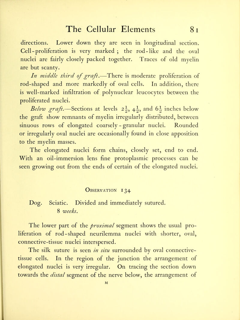 directions. Lower down they are seen in longitudinal section. Cell-proliferation is very marked ; the rod-like and the oval nuclei are fairly closely packed together. Traces of old myelin are but scanty. In middle third of graft.—There is moderate proliferation of rod-shaped and more markedly of oval cells. In addition, there is well-marked infiltration of polynuclear leucocytes between the proliferated nuclei. Below graft.—Sections at levels 2 ^, 4^, and 6J inches below the graft show remnants of myelin irregularly distributed, between sinuous rows of elongated coarsely - granular nuclei. Rounded or irregularly oval nuclei are occasionally found in close apposition to the myelin masses. The elongated nuclei form chains, closely set, end to end. With an oil-immersion lens fine protoplasmic processes can be seen growing out from the ends of certain of the elongated nuclei. Observation 134 Dog. Sciatic. Divided and immediately sutured. 8 weeks. The lower part of the proximal segment shows the usual pro- liferation of rod-shaped neurilemma nuclei with shorter, oval, connective-tissue nuclei interspersed. The silk suture is seen in situ surrounded by oval connective- tissue cells. In the region of the junction the arrangement of elongated nuclei is very irregular. On tracing the section down towards the distal segment of the nerve below, the arrangement of