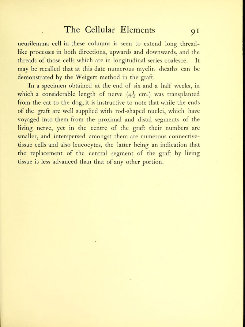 neurilemma cell in these columns is seen to extend long thread- like processes in both directions, upwards and downwards, and the threads of those cells which are in longitudinal series coalesce. It may be recalled that at this date numerous myelin sheaths can be demonstrated by the Weigert method in the graft. In a specimen obtained at the end of six and a half weeks, in which a considerable length of nerve (4^- cm.) was transplanted from the cat to the dog, it is instructive to note that while the ends of the graft are well supplied with rod-shaped nuclei, which have voyaged into them from the proximal and distal segments of the living nerve, yet in the centre of the graft their numbers are smaller, and interspersed amongst them are numerous connective- tissue cells and also leucocytes, the latter being an indication that the replacement of the central segment of the graft by living tissue is less advanced than that of any other portion.