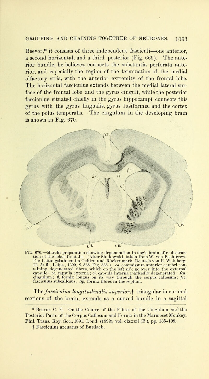 Beevor,* it consists of three independent fasciculi—one anterior, a second horizontal, and a third posterior (Fig. 669). The ante- rior bundle, he believes, connects the substantia perforata ante- rior, and especially the region of the termination of the medial olfactory stria, with the anterior extremity of the frontal lobe. The horizontal fasciculus extends between the medial lateral sur- face of the frontal lobe and the gyrus cinguli, while the posterior fasciculus situated chiefly in the gyrus hippocampi connects this gyrus with the gyrus lingualis, gyrus fusiformis, and the cortex of the polus temporalis. The cingulum in the developing brain is shown in Fig. 670. / f (■ \ Fig. 670.—Marchi preparation showing degeneration in dog's brain after destruc- tion of the lobus frontalis. ( After Shukowski, taken fromW. von Becliterew, Die Leitungsbahnen im Gehirn und Riickenmark, Deutsch von E. Weinberg, II. Aufl., Leipz., 1399, S. 568, Fig. 535.) ca, coremissura anterior cerebri con- taining degenerated fibres, which on the left sic'o go over into the external capsule ; ce, capsula externa ; ci, capsula interna i ^arkedly degenerated ; fen, cingulum; fl, fornix longus on its way through the corpus callosum; fsc, fasciculus subcallosus ; Sp, fornix fibres in the septum. The fasciculus longitudinalis superior^\ triangular in coronal sections of the brain, extends as a curved bundle in a sagittal * Beevor, C. E. On the Course of the Fibres of the Cingulum and the Posterior Parts of the Corpus Callosum and Fornix in the Marmoset Monkey. Phil. Trans. Roy. Soc, 1891, Lond. (1892), vol. clxxxii (B.), pp. 135-199. f Fasciculus arcuatus of Burdach.