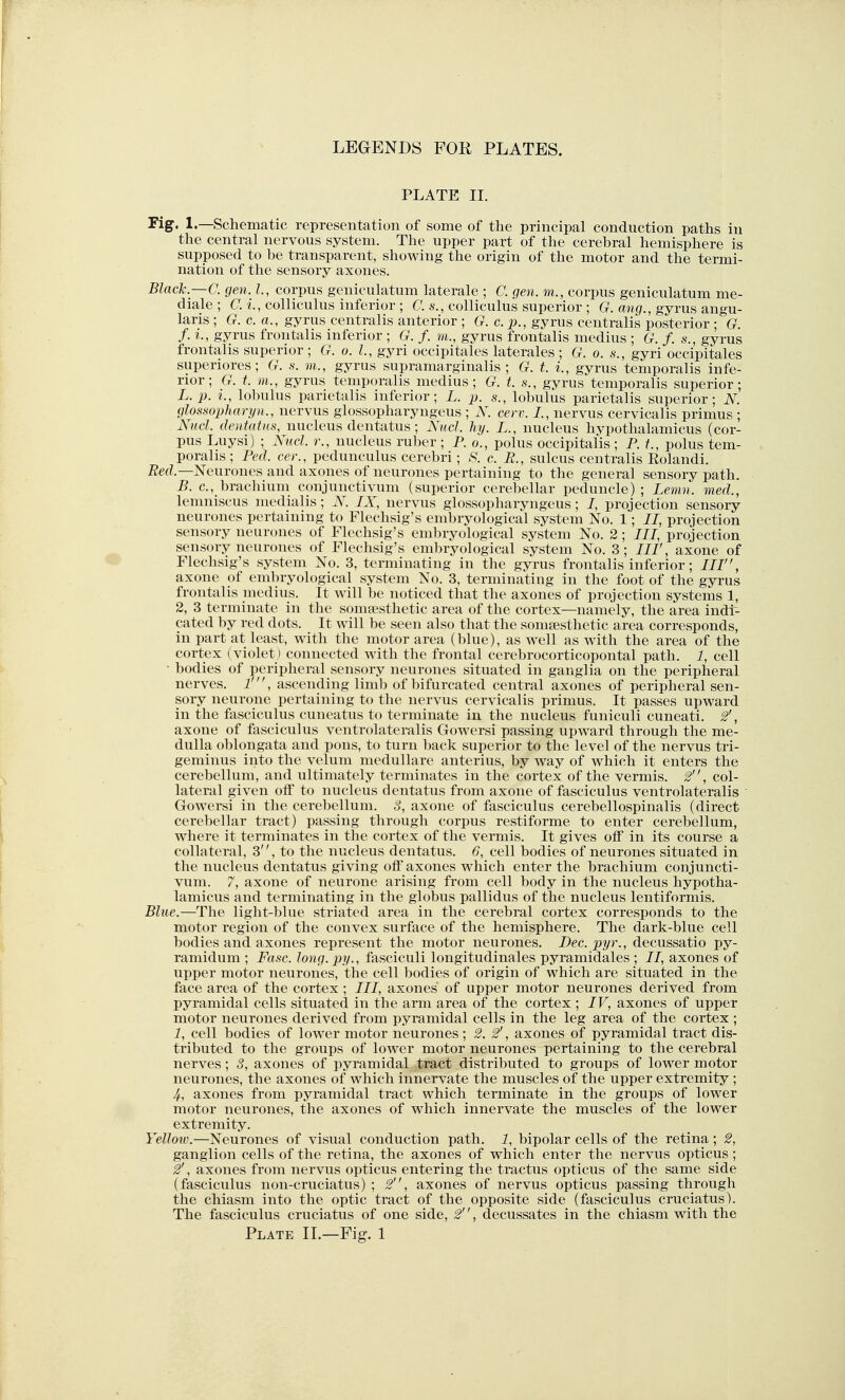 PLATE II. I'ig' 1.—Schematic representation of some of the principal conduction paths in the central nervous system. The upper part of the cerebral hemisphere is supposed to be transparent, showing the origin of the motor and the termi- nation of the sensory axones. Black —a gen. l, corpus geniculatum laterale ; C. gen. m., corpus geniculatum me- diale; C. i., colliculus inferior ; (7. s., colliculus superior ; (?. an^., gyrus angu- laris ; G. c. a., gyrus centralis anterior ; G. c. p., gyrus centralis posterior ; G. f. i., gyrus frontalis inferior ; G. f. m., gyrus frontalis medius ; G. f. s., gyrus frontalis superior ; G. o. L, gyri occipitales laterales ; G. o. s., gyri occipitales superiores; G. s. m., gyrus supramarginalis ; G. t. L, gyrus temporalis infe- rior; G. t. m., gyrus temporalis medius; G. t. s., gyrus temporalis superior; L. p. L, lobulus parietalis inferior; L. p. s., lobulus parietalis superior; N. glossopharyn., nervus glossopharyngeus ; K cerv. I., nervus cervicalis primus ; Nud. dentatus, nucleus dentatus; Nud. hy. L., nucleus hypothalamicus (cor- pus Luysi) ; Nud. v., nucleus ruber ; P.O., polus occipitalis ; P. polus tem- poralis ; Peel, cer., pedunculus cerebri; ^. c. R., sulcus centralis Eolandi. i2e(Z.—Neurones and axones of neurones pertaining to the general sensory path. B. c, brachium conjunctivum (superior cerebellar peduncle) ; Lemn. med., lemniscus medialis; N. IX, nervus glossopharyngeus; /, projection sensory neurones pertaining to Flechsig's embryological system No. 1; 11, projection sensory neurones of Flechsig's embryological system No. 2; III, projection sensory neurones of Flechsig's embryological system No. 3; axone of Flechsig's system No. 3, terminating in the gyrus frontalis inferior; axone of embryological system No. 3, terminating in the foot of the gyrus frontalis medius. It will be noticed that the axones of projection systems 1, 2, 3 terminate in the soma-sthetic area of the cortex—namely, the area indi- cated by red dots. It will be seen also that the somsesthetic area corresponds, in part at least, with the motor area (blue), as well as with the area of the cortex (violet) connected with the frontal cerebrocorticopontal path. 1, cell ■ bodies of peripheral sensory neurones situated in ganglia on the peripheral nerves. 1', ascending limb of bifurcated central axones of peripheral sen- sory neurone pertaining to the nervus cervicalis primus. It passes upward in the fasciculus cuneatus to terminate in the nucleus funiculi cuneati. 2', axone of fasciculus ventrolateralis Gowersi passing upward through the me- dulla oblongata and pons, to turn l)ack superior to the level of the nervus tri- geminus into the velum medullare anterius, by way of which it enters the cerebellum, and ultimately terminates in the cortex of the vermis. 2, col- lateral given off to nucleus dentatus from axone of fasciculus ventrolateralis Gowersi in the cerebellum. 3, axone of fasciculus cerebellospinalis (direct cerebellar tract) passing through corpus restiforme to enter cerebellum, where it terminates in the cortex of the vermis. It gives off in its course a collateral, 3, to the nucleus dentatus. 6, cell bodies of neurones situated in the nucleus dentatus giving off axones which enter the brachium conjuncti- vum. 7, axone of neurone arising from cell body in the nucleus hypotha- lamicus and terminating in the globus pallidus of the nucleus lentiformis. Blue.—The light-blae striated area in the cerebral cortex corresponds to the motor region of the convex surface of the hemisphere. The dark-blue cell bodies and axones represent the motor neurones. Dec. pyr., decussatio py- ramidum ; Fasc. long, py., fasciculi longitudinales pyramidales ; II, axones of upper motor neurones, the cell bodies of origin of which are situated in the face area of the cortex ; III, axones of upper motor neurones derived from pyramidal cells situated in the arm area of the cortex ; IV, axones of upper motor neurones derived from pyramidal cells in the leg area of the cortex ; 1, cell bodies of lower motor neurones ; 2. 2', axones of pyramidal tract dis- tributed to the groups of lower motor neurones pertaining to the cerebral nerves; S, axones of pyramidal tract distributed to groups of lower motor neurones, the axones of which innervate the muscles of the upper extremity; 4, axones from pyramidal tract which terminate in the groups of lower motor neurones, the axones of which innervate the muscles of the lower extremity. Yellow.—Neurones of visual conduction path. 1, bipolar cells of the retina; 2, ganglion cells of the retina, the axones of which enter the nervus opticus; 2', axones from nervus opticus entering the tractus opticus of the same side (fasciculus non-cruciatus) ; 2, axones of nervus opticus passing through the chiasm into the optic tract of the opposite side (fasciculus cruciatus). The fasciculus cruciatus of one side, 2'', decussates in the chiasm with the