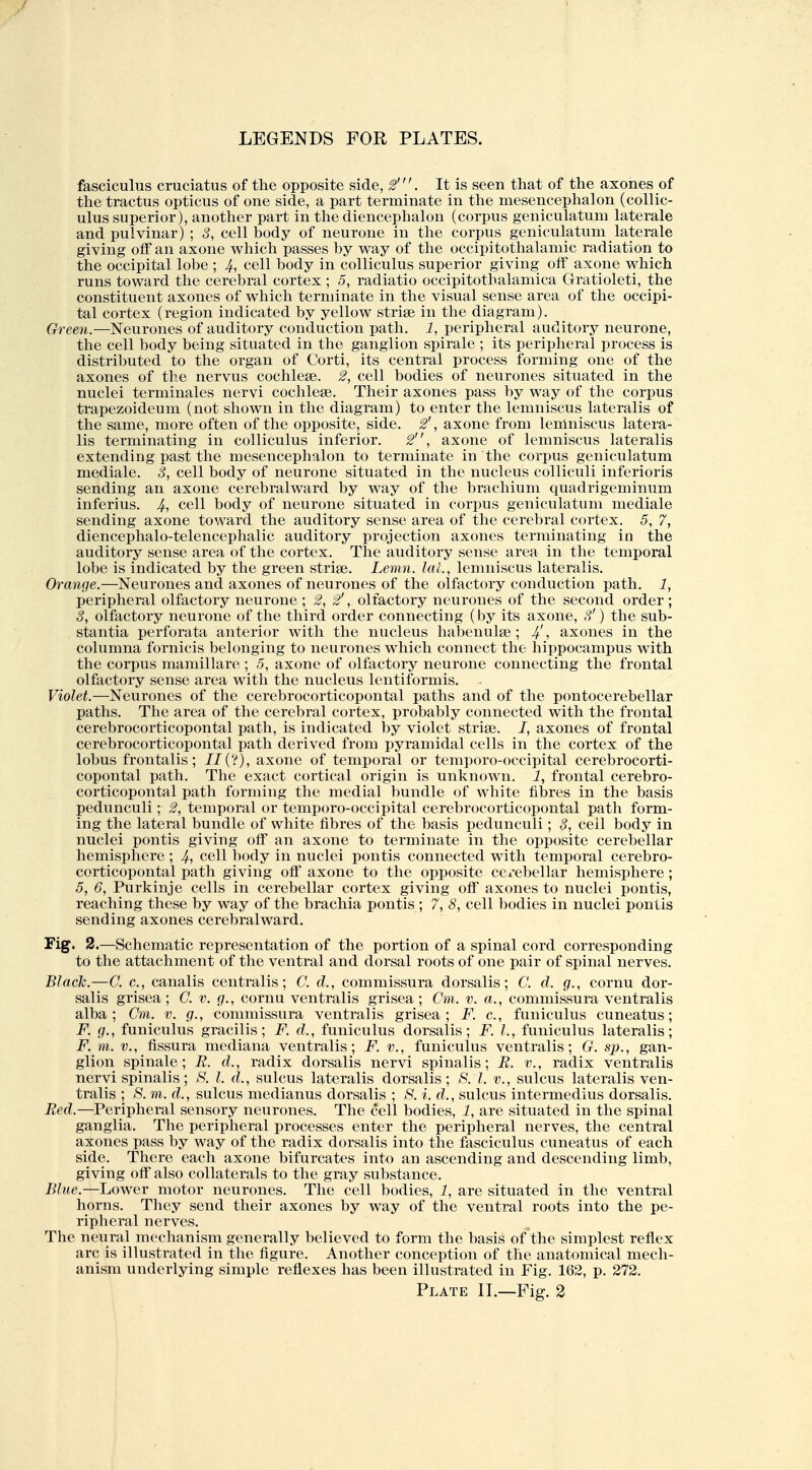 fasciculus cruciatus of the opposite side, 2'. It is seen that of the axones of the tractus opticus of one side, a part terminate in the mesencephalon (coUic- ulus superior), another part in the diencephalon (corpus geniculatum laterale and pulvinar) ; 5, cell body of neurone in the corpus geniculatum laterale giving off an axone which passes by way of the occipitothalamic radiation to the occipital lobe ; 4, cell body in colliculus superior giving off axone which runs toward the cerebral cortex ; 5, radiatio occipitothalamica Gratioleti, the constituent axones of which terminate in the visual sense area of the occipi- tal cortex (region indicated by yellow strise in the diagram). Green.—Neurones of auditory conduction path, i, peripheral auditory neurone, the cell body being situated in the ganglion spirale ; its peripheral process is distributed to the organ of Corti, its central process forming one of the axones of the nervus cochleae. 2, cell bodies of neurones situated in the nuclei terminales nervi cochleae. Their axones pass by way of the corpus trapezoideum (not shown in the diagram) to enter the lemniscus lateralis of the same, more often of the opposite, side. 2', axone from lemniscus latera- lis terminating in colliculus inferior. 2, axone of lemniscus lateralis extending past the mesencephalon to terminate in the corpus geniculatum mediale. 5, cell body of neurone situated in the nucleus colliculi inferioris sending an axone cerebralward by way of the brachium quadrigeminum inferius. ^ cell body of neurone situated in corpus geniculatum mediale sending axone toward the auditory sense area of the cerebral cortex. 5, 7, diencephalo-telencephalic auditory projection axones terminating in the auditory sense area of the cortex. The auditory sense area in the temporal lobe is indicated by the green striae. Lemn. laL, lemniscus lateralis. Orange.—Neurones and axones of neurones of the olfactory conduction path. 1, peripheral olfactory neurone ; 2, 2', olfactory neurones of the second order ; 3, olfactory neurone of the third order connecting (by its axone, S') the sub- stantia perforata anterior with the nucleus habenulse; 4', axones in the columna fornicis belonging to neurones which connect the hippocampus with the corpus mamillare ; 5, axone of olfactory neurone connecting the frontal olfactory sense area with the nucleus lentiformis. Violet.—Neurones of the cerebrocorticopontal paths and of the pontocerebellar paths. The area of the cerebral cortex, probably connected with the frontal cerebrocorticopontal path, is indicated by violet striae. /, axones of frontal cerebrocorticopontal path derived from pyramidal cells in the cortex of the lobus frontalis; //(?), axone of temporal or temporo-occipital cerebrocorti- copontal path. The exact cortical origin is unknown. 1, frontal cerebro- corticopontal path forming the medial bundle of white fibres in the basis pedunculi; 2, temporal or temporo-occipital cerebrocorticopontal path form- ing the lateral bundle of white fibres of the basis pedunculi; 3, cell body in nuclei pontis giving off an axone to terminate in the opposite cerebellar hemisphere; 4-, cell body in nuclei pontis connected with temporal cerebro- corticopontal path giving off axone to the opposite cerebellar hemisphere; 5, 6, Purkinje cells in cerebellar cortex giving ofl axones to nuclei pontis, reaching these by way of the brachia pontis ; 7, 8, cell bodies in nuclei pontis sending axones cerebralward. Fig. 2.—Schematic representation of the portion of a spinal cord corresponding to the attachment of the ventral and dorsal roots of one pair of spinal nerves. Black.—C. c, canalis centralis; C. d., commissura dorsalis; C. d. g., cornu dor- salis grisea ; C. v. g., cornu ventralis grisea ; Cm. v. a., commissura ventralis alba; Cm. v. g., commissura ventralis grisea; F. c, funiculus cuneatus; F. g., funiculus gracilis; F. d., funiculus dorsalis; F. I., funiculus lateralis; F. m. v., fissura mediana ventralis; F. v., funiculus ventralis; G. sp., gan- glion spinale; B. d., radix dorsalis nervi spinalis; R. v., radix ventralis nervi spinalis; S. I. d., sulcus lateralis dorsalis; S. I. v., sulcus lateralis ven- tralis ; S. m. d., sulcus medianus dorsalis ; 8. i. d., sulcus intermedins dorsalis. Red.—Peripheral sensory neurones. The cell bodies, 1, are situated in the spinal ganglia. The peripheral processes enter the peripheral nerves, the central axones pass by way of the radix dorsalis into the fasciculus cuneatus of each side. There each axone bifurcates into an ascending and descending limb, giving off also collaterals to the gray substance. Blue.—Lower motor neurones. The cell bodies, 1, are situated in the ventral horns. They send their axones by way of the ventral roots into the pe- ripheral nerves. The neural mechanism generally believed to form the basis of the simplest reflex arc is illustrated in the figure. Another conception of the anatomical mech- anism underlying simple reflexes has been illustrated in Fig. 162, p. 272.