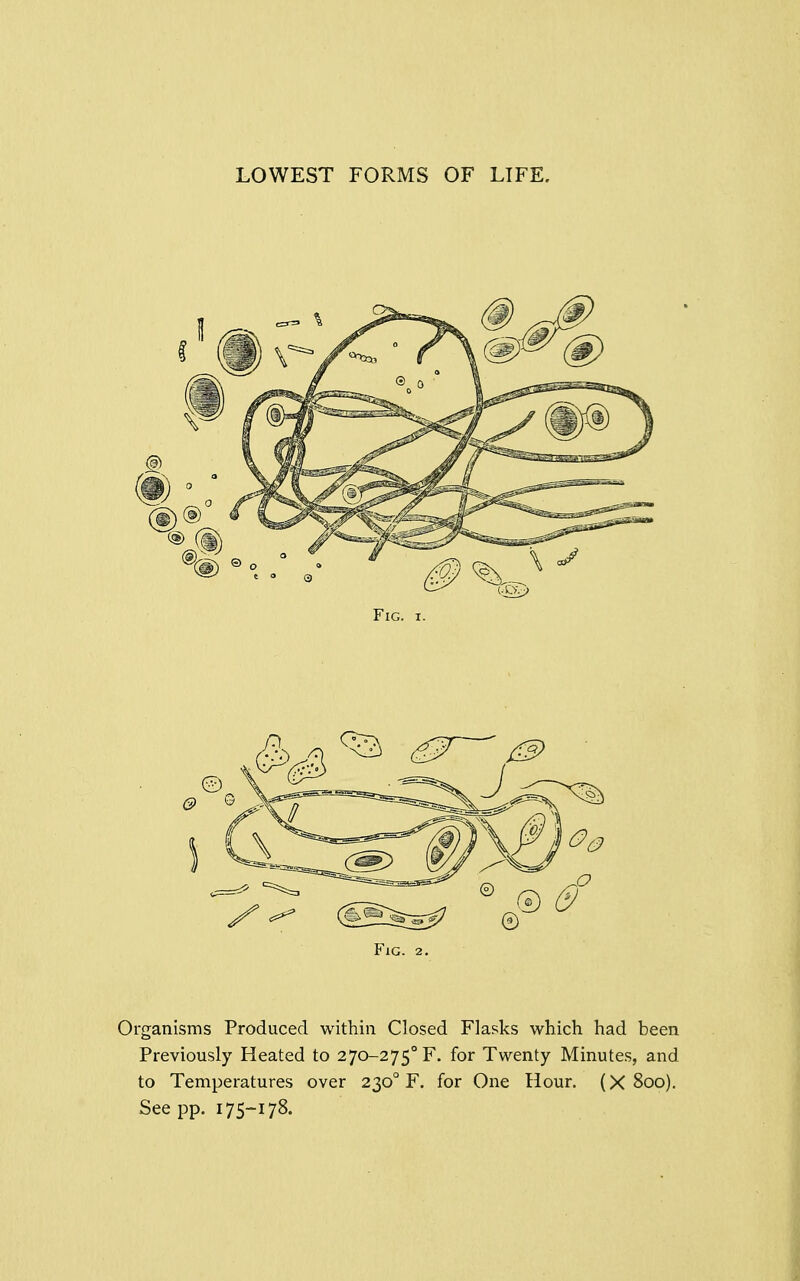 LOWEST FORMS OF LIFE. Fig. 2. Organisms Produced within Closed Flasks which had been Previously Heated to 270-275^. for Twenty Minutes, and to Temperatures over 2300 F. for One Hour. (X 800). See pp. 175-178.