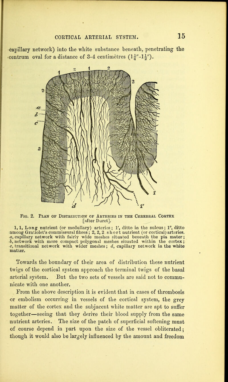 capillary network) into the white substance beneath, penetrating the centrum oval for a distance of 3-4 centimetres (1J-!^)* Fig. 2. Plan of Distribution of Arteries in the Cerebral Cortex [after Duret]. 1,1, Long nutrient (or medullary) arteries; V, ditto in the sulcus; 1, ditto amoug Gratiolet's commissural fibres ; 2, 2, 2, short nutrient (or cortical) arteries^ a, capillary network with fairly wide meshes situated beDeath the pia mater; b, network with more compact polygonal meshes situated within the cortex; c, transitional network with wider meshes; d, capillary network in the white matter. Towards the boundary of their area of distribution these nutrient twigs of the cortical system approach the terminal twigs of the basal arterial system. But the two sets of vessels are said not to commu- nicate with one another. From the above description it is evident that in cases of thrombosis •or embolism occurring in vessels of the cortical system, the grey matter of the cortex and the subjacent white matter are apt to suffer together—seeing that they derive their blood supply from the same nutrient arteries. The size of the patch of superficial softening must of course depend in part upon the size of the vessel obliterated; though it would also be largely influenced by the amount and freedom