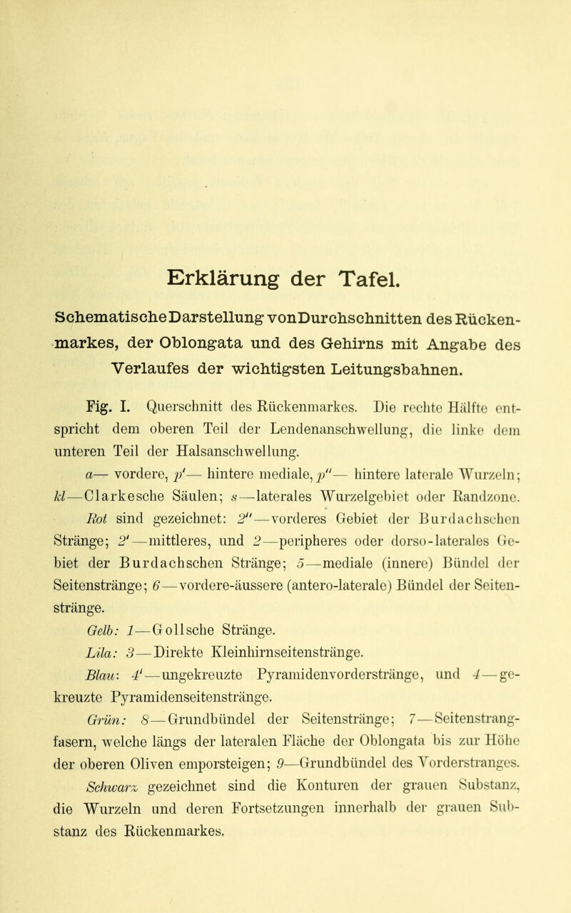 Erklarung der Tafel. SchematischeDarstellung vonDurclisclinitten des Rticken- markes, der Oblongata und des Gehirns mit Angabe des Verlaufes der wichtigsten Leitungsbahnen. Fig. I. Querschnitt des Riickenmarkes. Die rechte Halfte ent- spricht dem oberen Teil der Lendenanschwellnng, die linke dem iinteren Teil der Halsanschweliung. a— vordere, p'— hintere mediale, jt?— hintere laterale Wiirzeln; U—Clarkesche Saulen; s—late rales Wiirzelgebiet oder Randzone. Rot sind gezeichnet: 2—vorderes Gebiet der Bardaclisehon Strange; 2'—mittleres, und 2—peripheres oder dorso-laterales Ge- biet der Burdachschen Strange; 5—mediale (innere) Biindel der Seitenstrange; 6—vordere-aussere (antero-laterale) Biindel der Seiten- strange. Qelh: 1—Gollsche Strange. Lila: 3—Direkte Kleinhirnseitenstrange. Blau: 4'—ungekreiizte Py r ami denvor der strange, und 4 — ge- kreuzte Pyramidenseitenstrange. Griln: 8—Grundbiindel der Seitenstrange; 7—Seitenstrang- fasern, welche langs der lateralen Flache der Oblongata bis zur Hohe der oberen Oliven eniporsteigen; 5—Grundbtindel des Yorderstranges. Schwarz gezeichnet sind die Konturen der grauen Substanz. die Wurzeln und deren Fortsetzungen innerhalb der grauen Swh- stanz des Riickenmarkes,