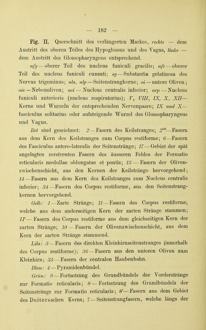 Fig. II. Querschnitt des verlangerten Markes, rechis — dem Austritt des oberen Teiles des Hypoglossus und des Yagus, links — dem Austritt des Grlossopharyngeiis entsprechend. nfg—oberer Teil des nucleus funiculi. gracilis; nfc—oberer Teil des nucleus funiculi cuneati; sg—Substantia gelatinosa des Nervus trigeminus; nla, nip — Seitenstrangkerne; oi — untere Oliven; ois—Nebenoliven; nci — l^ucleus centralis inferior; nrjp—Nucleus funiculi anterioris (nucleus respiratorius); F, VIII^ IX, X, XII— Kerne und Wurzein der entsprechenden Nervenpaare; IX und X— fasciculus solitarius oder aufsteigende Wurzel des Glossopharyngeus und Yagus. Rot sind gezeichnet: 2—Fasern des Keilstranges; 2'—Fasern aus dem Kern des Keilstranges zum Corpus restiforme; 6—Fasern des Fasciculus antero-lateralis der Seitenstrange; 17—Gebiet der spat angelegten zerstreuten Fasern des ausseren Feldes der Formatio reticularis meduUae oblongatae et pontis; 13 — Fasern der Oliven- zwischenschicht, aus den Kernen der Keilstrange hervorgehend; 14—Fasern aus dem Kern des Keilstranges zum Nucleus centralis inferior; 34—Fasern des Corpus restiforme, aus den Seitenstrang- kernen hervorgehend. Qelh: i—Zarte Strange; ii—Fasern des Corpus restiforme, welche aus dem anderseitigen Kern der zarten Strange stanimen; 11'— Fasern des Corpus restiforme aus dem gleichseitigen Kern der zarten Strange; iO —Fasern der Olivenzwischenschicht, aus dem Kern der zarten Strange stammend. jjla: 3—Fasern des direkten Kleinhirnseitenstranges (innerhalb des Corpus restiforme); 5^—Fasern aus den unteren Oliven zum KJeinhirn; 35—Fasern der centralen Haubenbahn. Blau: 4—Pyramidenbiindel. Qrun: 5—Fortsetzung des Grundbiindels der Yorderstrange zur Formatio reticularis; <S — Fortsetzung des Grundbiindels der Seitenstrange zur Formatio reticularis; 8'—Fasern aus dem Gebiet des Deitersschen Kerns; 7—Seitenstrangfasern, welche langs der
