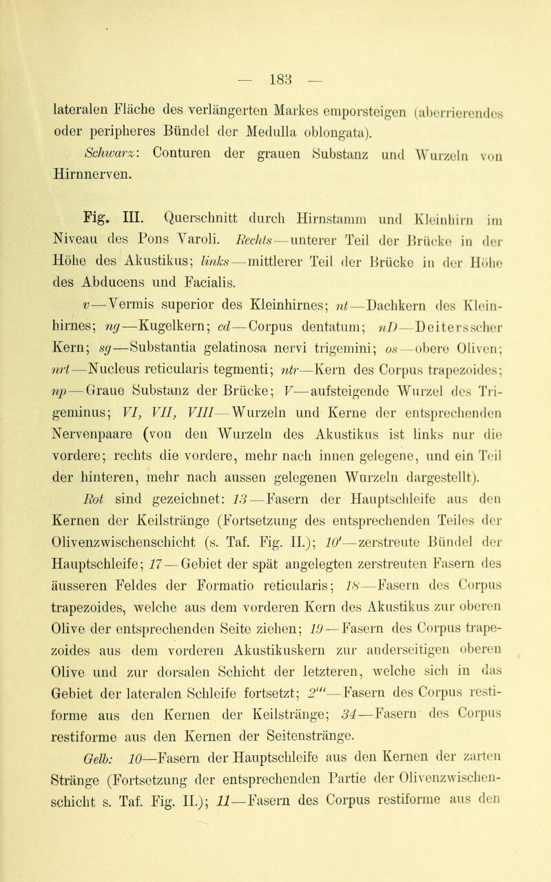 lateralen Flache des verlangerten Markes emporsteigen (aborrieronclos Oder peripheres Bundel dor Medulla oblongata). Schwarz: Conturea der grauen Substanz und Wurzolii von Hirnnerven. Fig. III. Qtierschnitt dnrch Hirnstamm und Kleinhini iin Mveau des Pons Yaroli. i^ec/^^s—unterer Teil der Briickc in dcf Holie des Akustikus; /mA;^—mittlerer Teil der Briicko in dor llolic des Abducens und Facialis. Yermis superior des Kleinhirnes; Dacbkern des Klcin- hirnes; ng—Kugelkern; cd—Corpus dentatum; 71I)—Deitersscher Kern; sg—Substantia gelatinosa nervi trigemini; o.s-—obere Olivon; nrt—Nucleus reticularis tegmenti; ntr—Kern des Corpus trapezoides; np — Graue Substanz der Brucke; V—aufsteigende Wurzel des Tri- geminus; VI, VII, VIII—Wurzeln und Kerne der entsprechonden Nervenpaare (von den Wurzeln des Akustikus ist links nur di(! vordere; rechts die vordere, mehr nach iunen gelegene, und ein Teil der hinteren, mehr nach aussen gelegenen Wurzeln dargestelltj. Rot sind gezeichnet: 13—Fasern der Hauptschleife aus den Kernen der Keilstrange (Fortsetzung des entsprechonden Teiles der Olivenzwischenschicht (s. Taf. Fig. II.); 10'—zerstreute Bundel der Hauptschleife; 17—Gebiet der spat angelegten zerstreuten Fasern des ausseren Feldes der Formatio reticularis; 18—Fasern des Corpus trapezoides, welche aus dem Yorderen Kern des Akustikus zur oberen Olive der entsprechonden Seite ziehen; 19 — Fasern des Corpus trape- zoides aus dem vorderen Akustikuskern zur auderseitigen oberen Oliye und zur dorsalen Schicht der letzteren, welche sich in das Gebiet der lateralen Schleife fortsetzt; 2'—Fasern des Corpus resti- forme aus den Kernen der Keilstrange; Fasern des Corpus restiforme aus den Kernen der Seitenstrange. QqII). 20—Fasern der Hauptschleife aus den Kernen der zarteii Strange (Fortsetzung der entsprechonden Partie der Olivenzwischen- schicht s. Taf. Fig. 11.); ii—Fasern des Corpus restiforme aus den