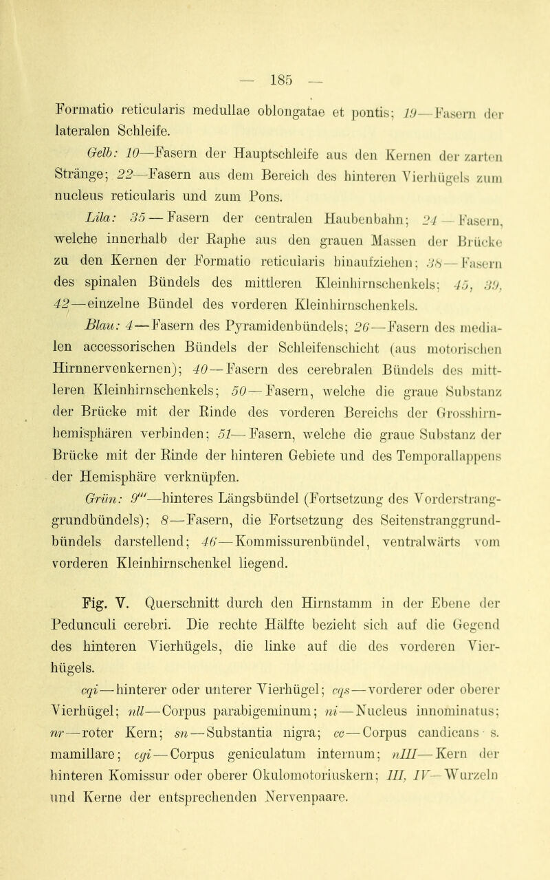 Formatio reticularis meduliae oblongatae et pontis; 75—Faserii dcr lateralen Schleife. Gelh: 16*—Fasern der Hauptschleife aiis den Kenieii der zartcii Strange; ^5—Fasern aus dem Bereicli des hinteren Vierhugels zuni nucleus reticularis und zum Pons. Lila: 55 —Fasern der centraien Haubenbahn; 1^/ —Fasern, welche innerhalb der Kaphe aus den graiien Massen dor Briickc za den Kernen der Formatio reticularis hinautzielieii; .V.s —Fascrii des spinalen Biindels des mittleren Kleinhirnschenkels; 45^ 3!), 42—einzelne Bandel des vorderen Kleinhirnschenkels. Blau: 4—Fasern des Pyramidenbtindcls; 2G—Fasern des nicdia- len accessorischen Biindels der Schleifenschicht (aus motorischoii HirnnerveDkernen); -^6>—Fasern des cerebralen Biindels des mitt- leren Kleinhirnschenkels; ^t*—Fasern, welche die graue Substanz der Briicke mit der Rinde des vorderen Bereichs dor Grossliini- hemispharen yerbinden; 51—Fasern, welche die graue Substanz der Briicke mit der Rinde der liinteren Gebiete und des Temporallappens der Hemisphare verkniipfen. Grim: 9'—hinteres Langsbtindel (Fortsetzung des Yordorsti-niig- grundbtindels); 8—Fasern, die Fortsetzung des Seitenstranggriind- blindels darstellend; 46—Kommissurenbiindel, ventralwiirts vom vorderen Kleinhirnschenkel liegend. Fig. V. Querschnitt durch den Hirnstamm in der Ebcnc dor Pedunculi cerebri. Die rechte Halfte bezieht sich aiif die Gcgond des binteren Yierhiigels, die linke auf die des vorderen Vier- htigels. cqi—hinterer oder unterer Yierhiigel; cqs—vorderer oder obercr Yierhiigel; nil—Corpus parabigeminum; ni—Nncleus innominatiis; nr—rotor Kern; sn — Substantia nigra; cc—Corpus candicaus s. mamillare; cgi — Corpus geniculatum internum; nlll—Kern dor hinteren Komissur oder oberer Okulomotoriuskorn; III, /F—Wurzclii und Kerne der entsprechenden Nervenpaare.