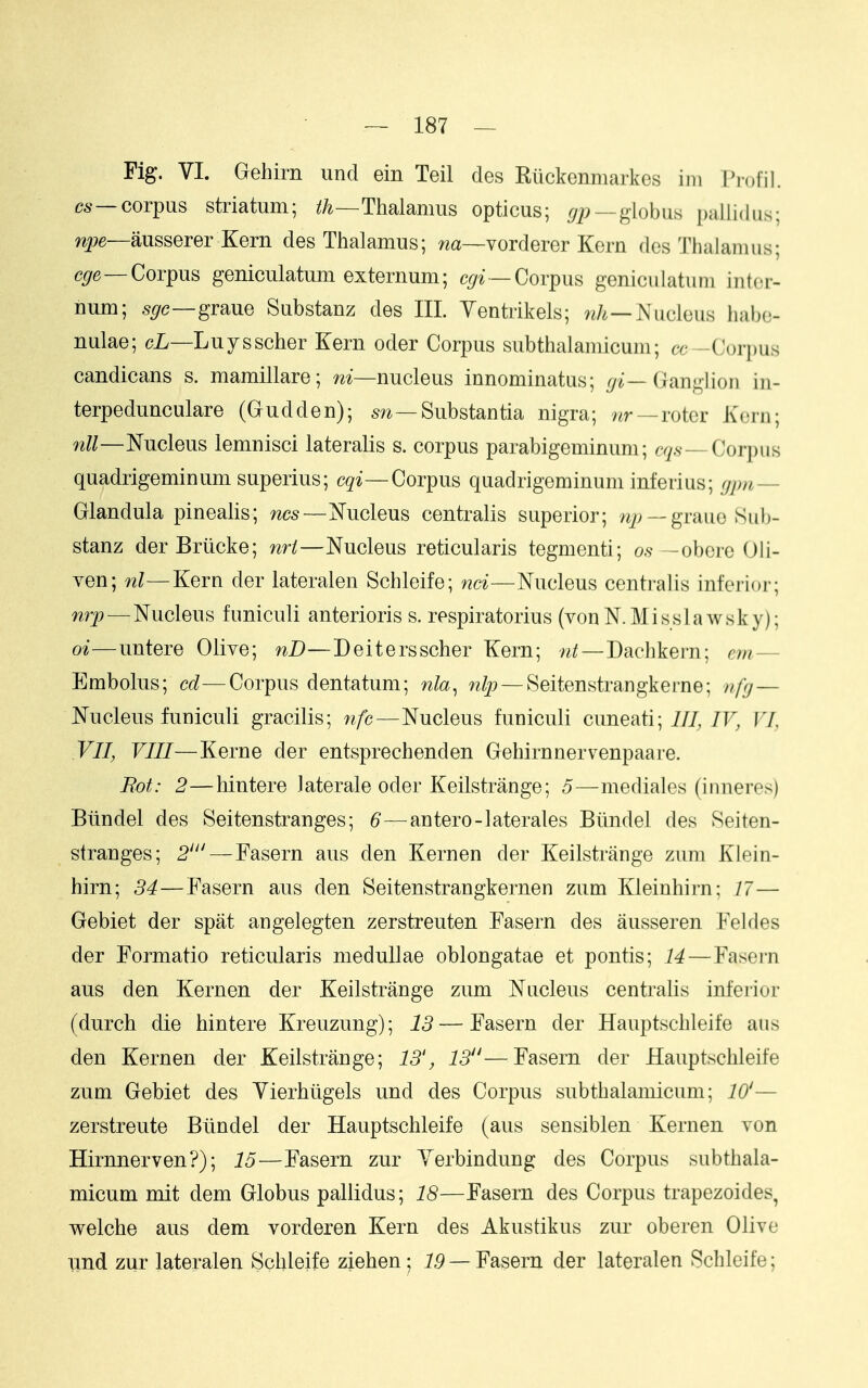 Fig. VI. Gehirn und ein Teil des Riickenmarkes ini riofil. CA^—corpus striatum; th—Thalmms opticus; —globus pallidas; ausserer Kern des Thalamus; r^a—vorderer Kern des Thalamus; —Corpus geniculatum externum; c^/f—Corpus geniculatum inter- num; 5^c—graue Substanz des III. Yentrikels; n/^—Nucleus lialjo- nulae; cL—Luysscher Kern oder Corpus subthalamicum; cc -Corpus candicans s. mamillare; m—nucleus innominatus; Ganglion in- terpedunculare (Gudden); Substantia nigra; nr —roter Kern; —Nucleus lemnisci lateralis s. corpus parabigeminum; c^/.s-—Corpus quadrigeminum superius; Corpus quadrigeminum inferius; gjm— Glandula pinealis; ncs—Nucleus centralis superior; n^; — graue Sub- stanz derBriicke; nri—Nucleus reticularis tegmenti; 0.9—obere 0li- ven; wZ—Kern der lateralen Schleife; 7ici—Nucleus centralis inferior; niy—Nucleus funiculi anterioris s. respiratorius (von N.Misslawsky); oi—untere Olive; nD—Deitersscher Kern; nt—Dachkern; em— Embolus; cd—Corpus dentatum; nla^ nip — Seitenstrangkerne; nfg — Nucleus funiculi gracilis; nfc—Nucleus funiculi cuneati; 7/7, IT, .F77, F77/—Kerne der entsprechenden Gehirnnervenpaare. Rot: 2—hintere laterale oder Keilstrange; 5—mediates (iimeres) Biindel des Seitenstranges; 6—antero-laterales Blindel des Seiten- stranges; 2'—Fasern aus den Kernen der Keilstrange zum Klein- hirn; 34—Fasern aus den Seitenstrangkernen zum Kleinhirn; 17— Gebiet der spat angelegten zerstreuten Fasern des ausseren Feldes der Formatio reticularis meduUae oblongatae et pontis; 14—Fasei'n aus den Kernen der Keilstrange zum Nucleus centralis inferior (durch die hintere Kreuzung); 13 — Fasern der Hauptschleife aus den Kernen der Keilstrange; 13', 13—Fasern der Hauptschleife zum Gebiet des Yierhiigels und des Corpus subthalamicum; 10'— zerstreute Blindel der Hauptschleife (aus sensiblen Kernen von Hirnnerven?); 15—Fasern zur Yerbindung des Corpus subthala- micum mit dem Globus pallidus; 18—Fasern des Corpus trapezoides^ welche aus dem vorderen Kern des Akustikus zur oberen Olive und zur lateralen Schleife ziehen; 19 — Fasern der lateralen Schleife;