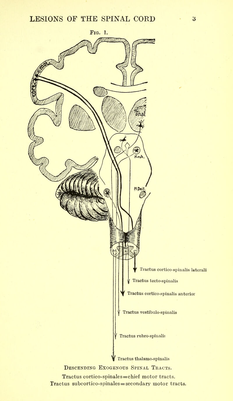 Fig. 1. y Tractus cortico-spinalis laterali ^( Ti*actus tecto-spinalis y Tractus cortico-spinalis anterior *' Tractus vestibulo-spinalis ^' Tractus rubro-spinalis ^ f Tractus thalamo-spinalis Descending Exogenous Spinal Tracts. Tractus cortico-spinales=chief motor tracts. Tractus subcortico-spinales = secondary motor tracts.