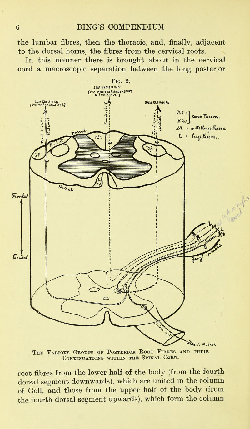 the lumbar fibres, then the thoracic, and, finally, adjacent to the dorsal horns, the fibres from the cervical roots. In this manner there is brought about in the cervical cord a macroscopic separation between the long posterior Fig. 2. The Various Groups of Posterior Root Fibres i\ND their Continuations within the Spinal Cord. root fibres from the lower half of the body (from the fourth dorsal segment downwards), which are united in the column of Goll, and those from the upper half of the body (from the fourth dorsal segment upwards), which form the column